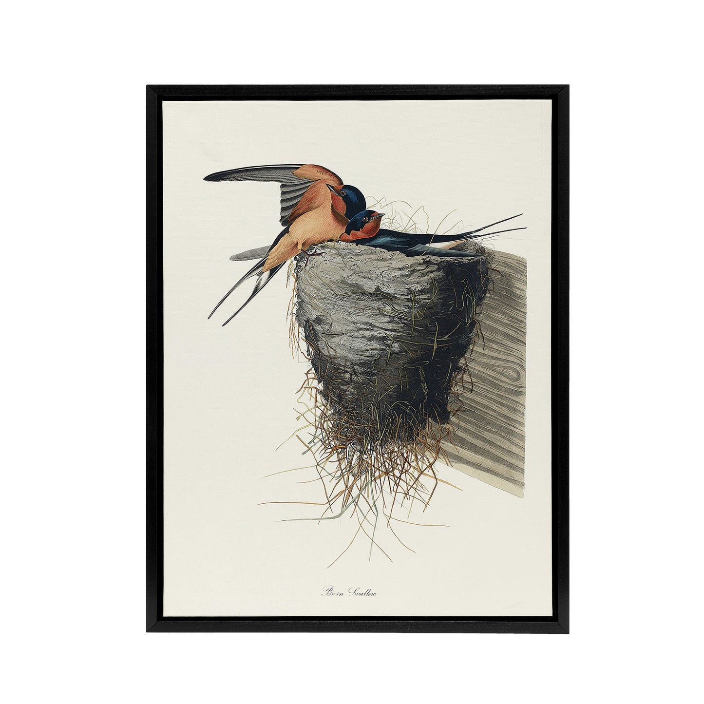 Birds of America Barn Swallow Audubon Nature Black Framed Canvas Wall Art