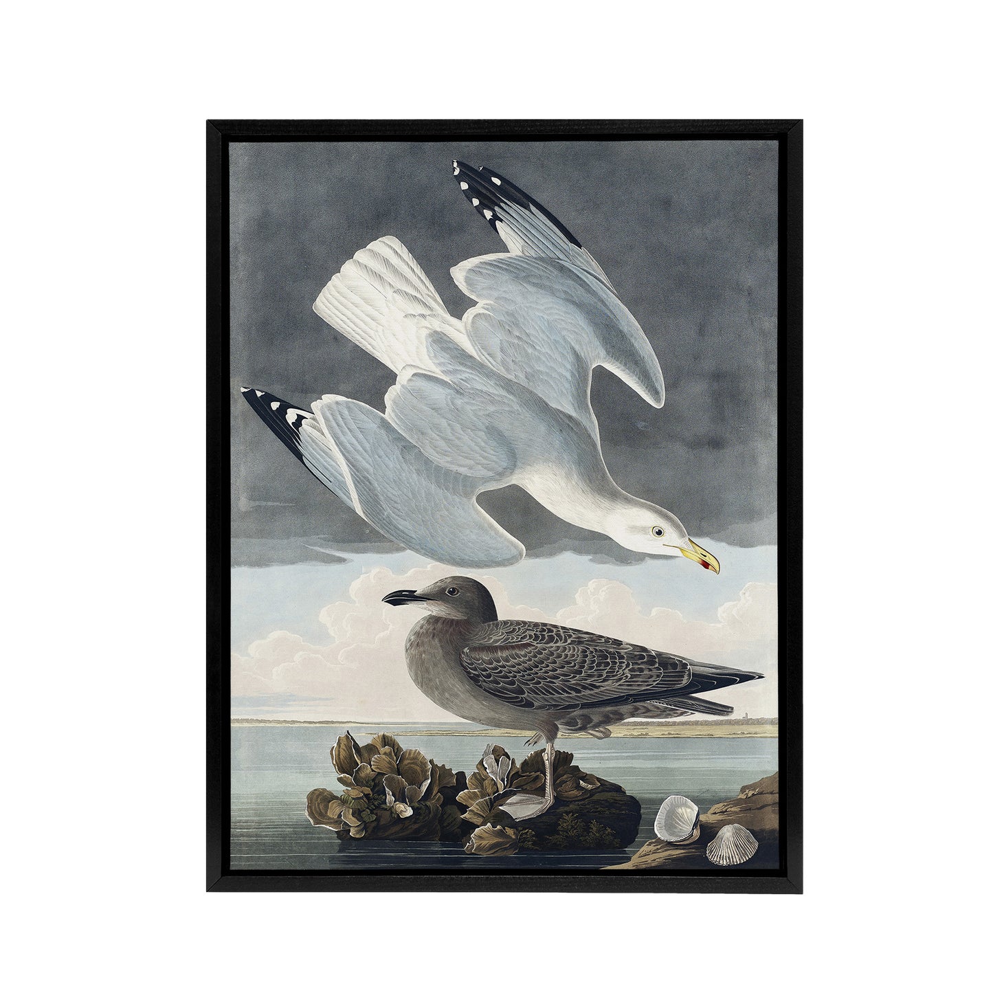 Birds of America Herring Gull Audubon Nature Black Framed Canvas Wall Art