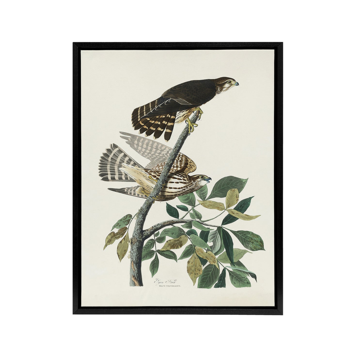 Birds of America Pigeon Hawk Audubon Nature Black Framed Canvas Wall Art