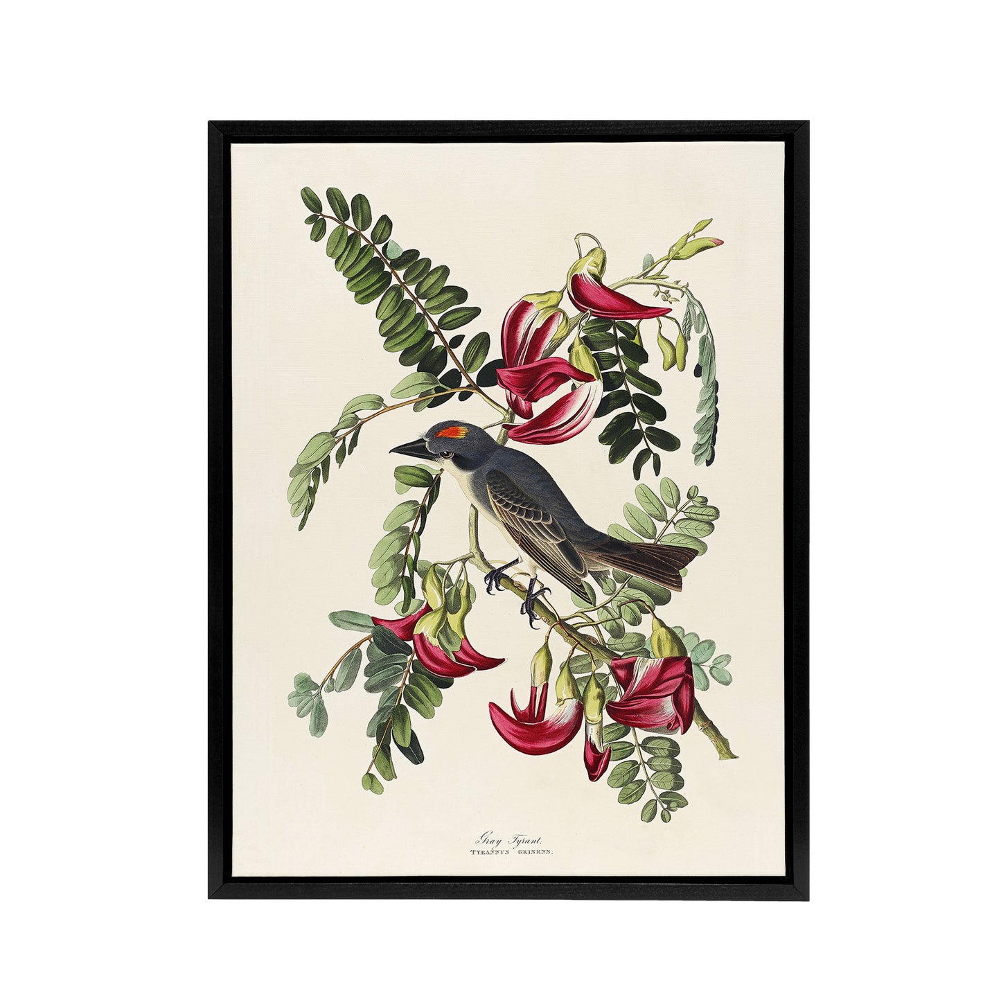 Birds of America Piping Flycatcher Audubon Black Framed Canvas Wall Art