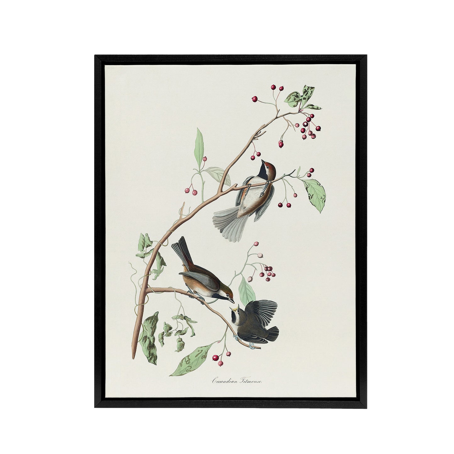 Canadian Titmouse Bird Audubon Nature Black Framed Canvas Wall Art