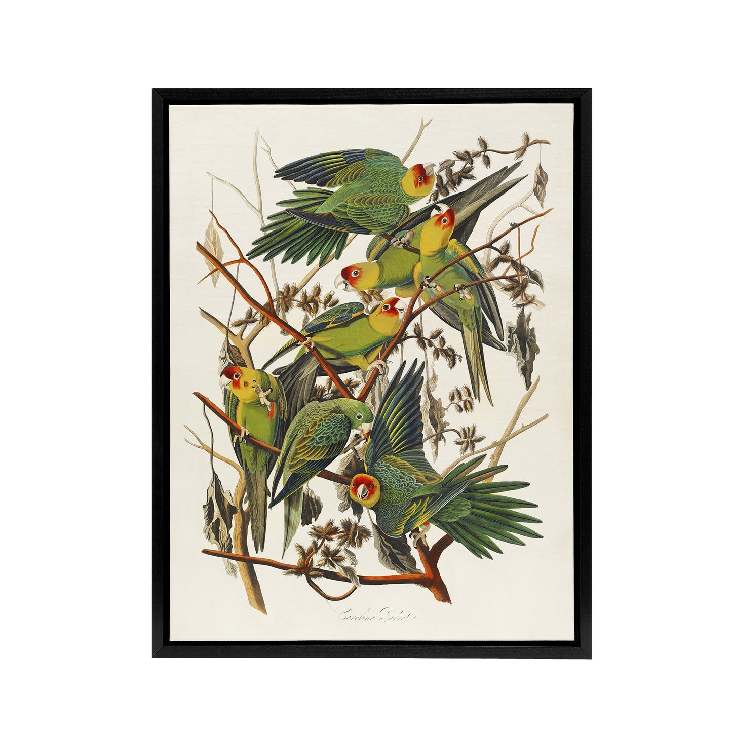 Carolina Parakeet Parrot Audubon Nature Black Framed Canvas Wall Art
