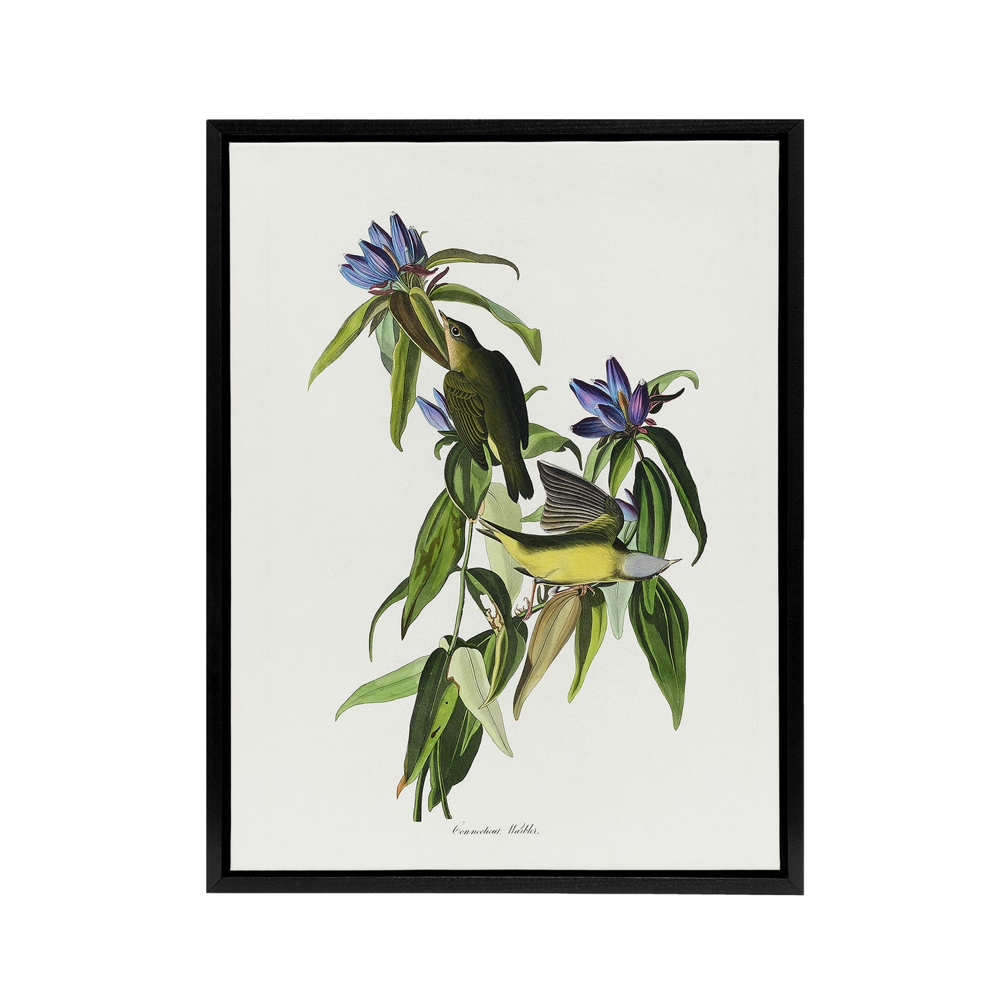 Connecticut Warbler Bird Audubon Nature Black Framed Canvas Wall Art