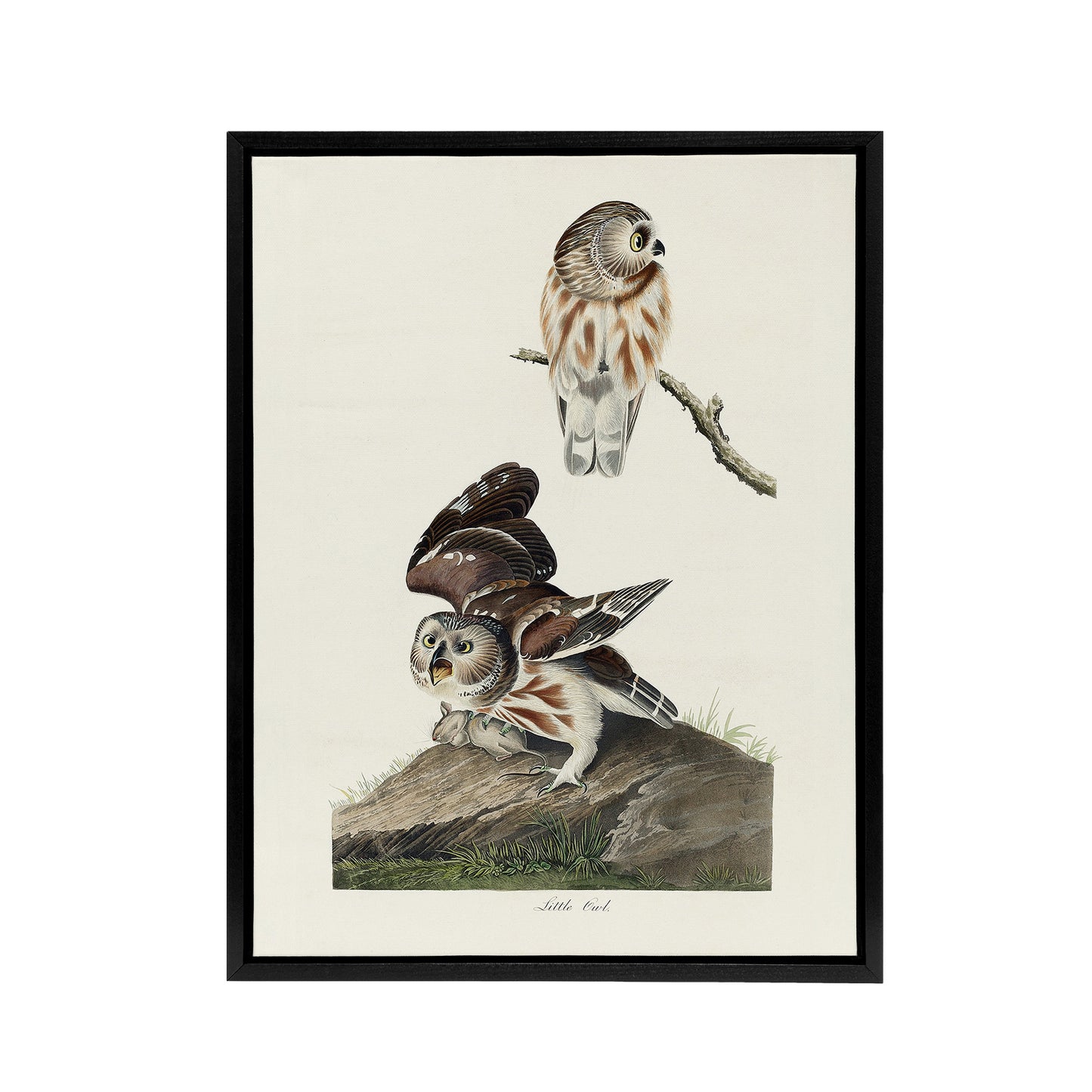 Birds Of America Little Owls Audubon Nature Black Framed Canvas Wall Art