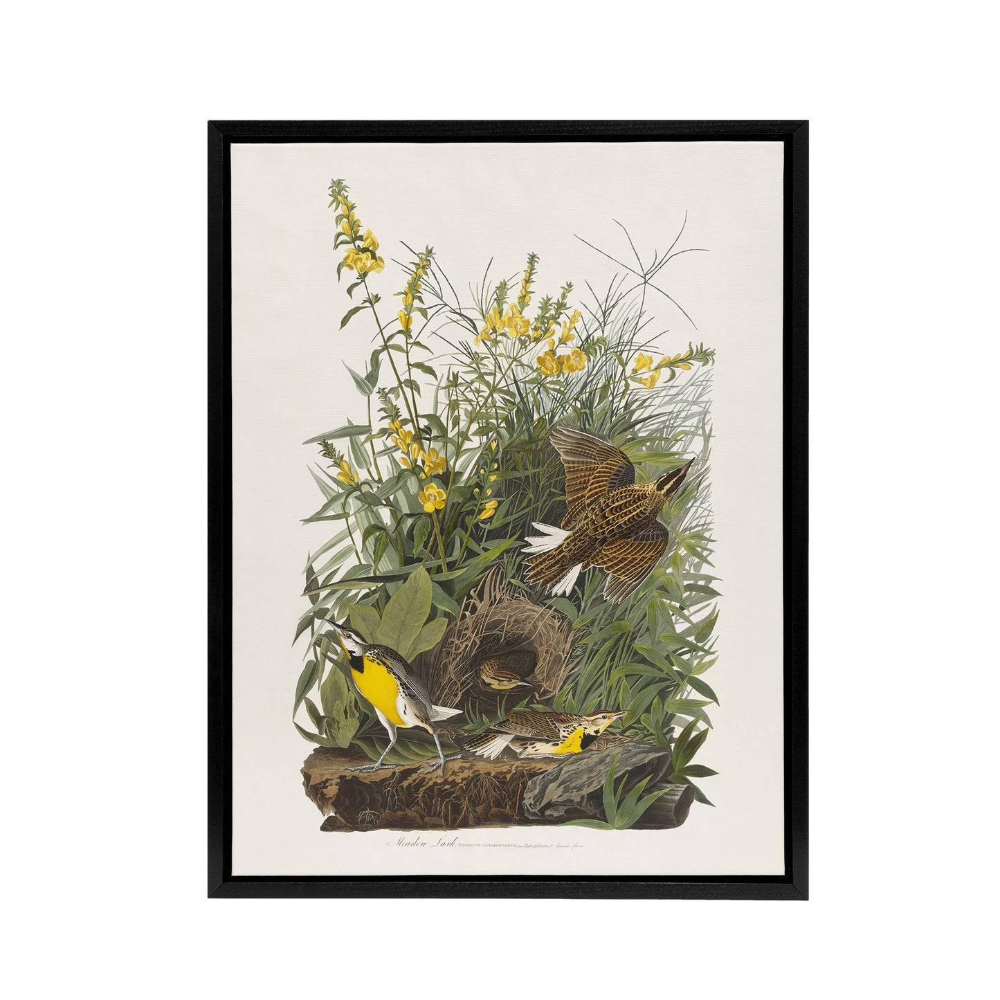 Meadowlark Bird False Foxglove Audubon Black Framed Canvas Wall Art