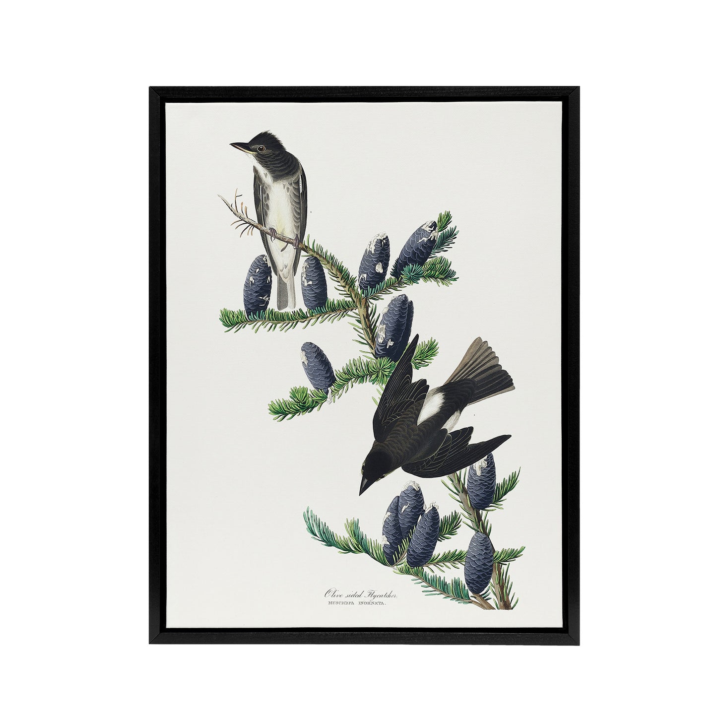 Olive Sided Flycatcher Bird on Fir Tree Audubon Framed Canvas Wall Art
