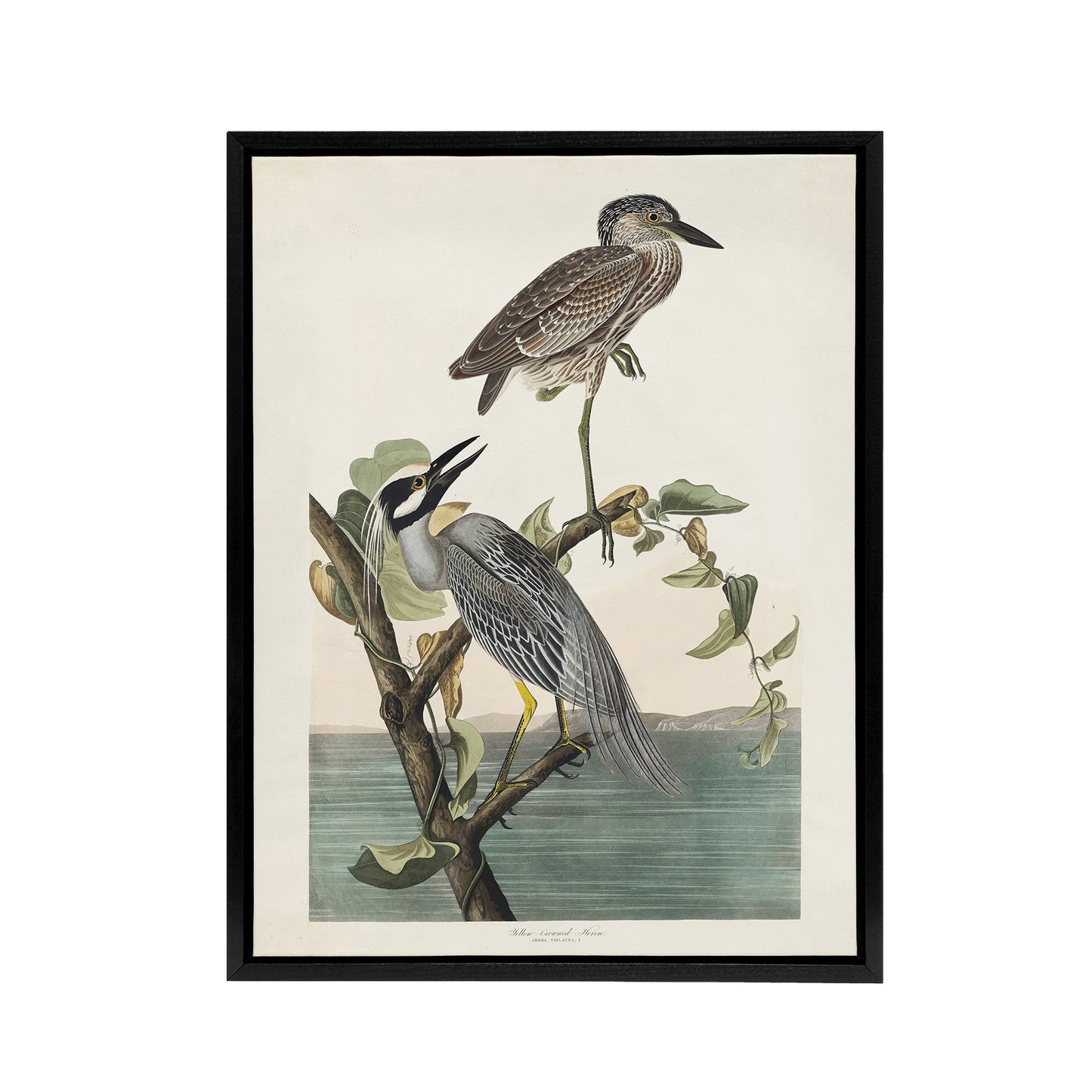Yellow Crowned Heron Audubon Nature Black Framed Canvas Wall Art