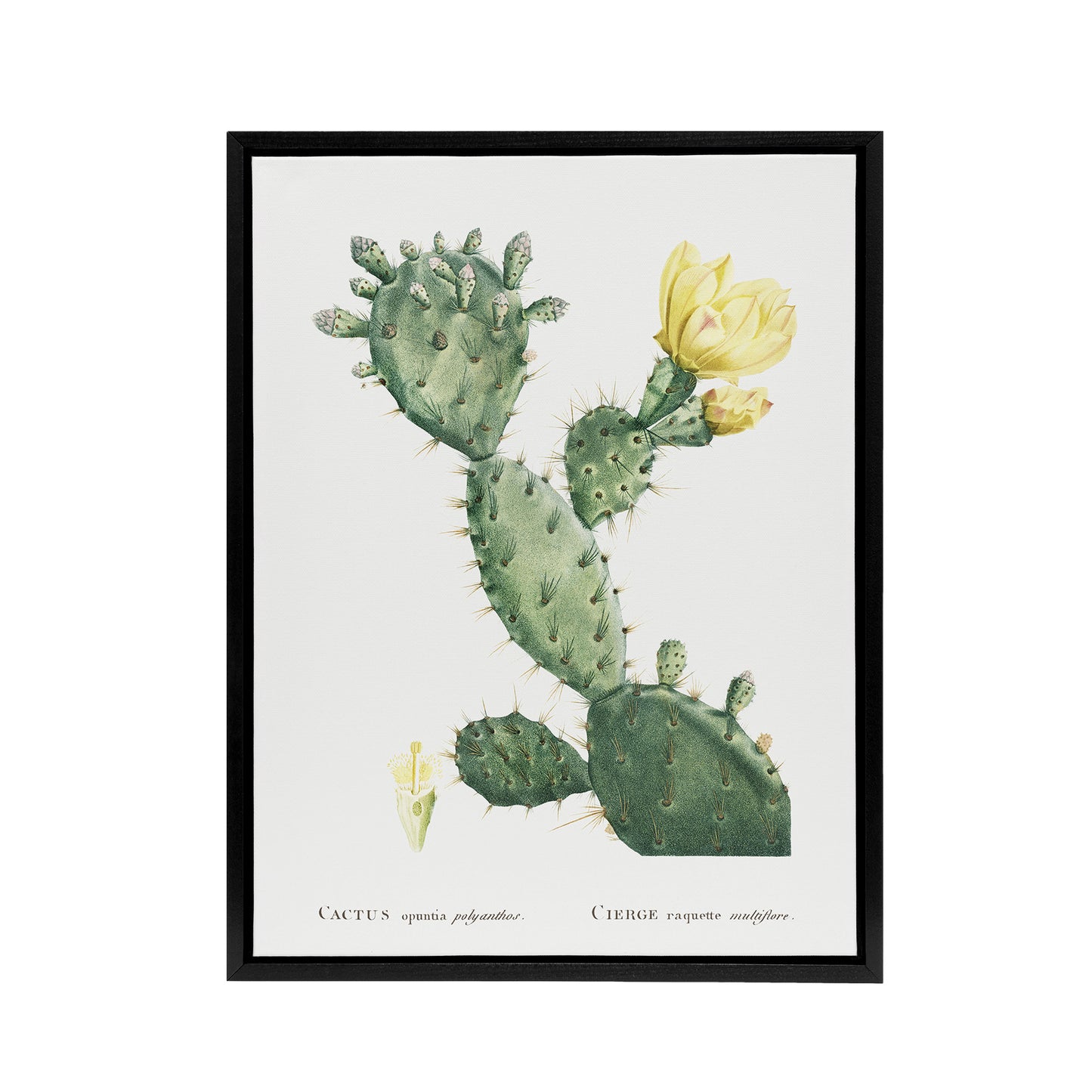 Opuntia Polyanthos Cactus Redoute Vintage Black Framed Canvas Wall Art