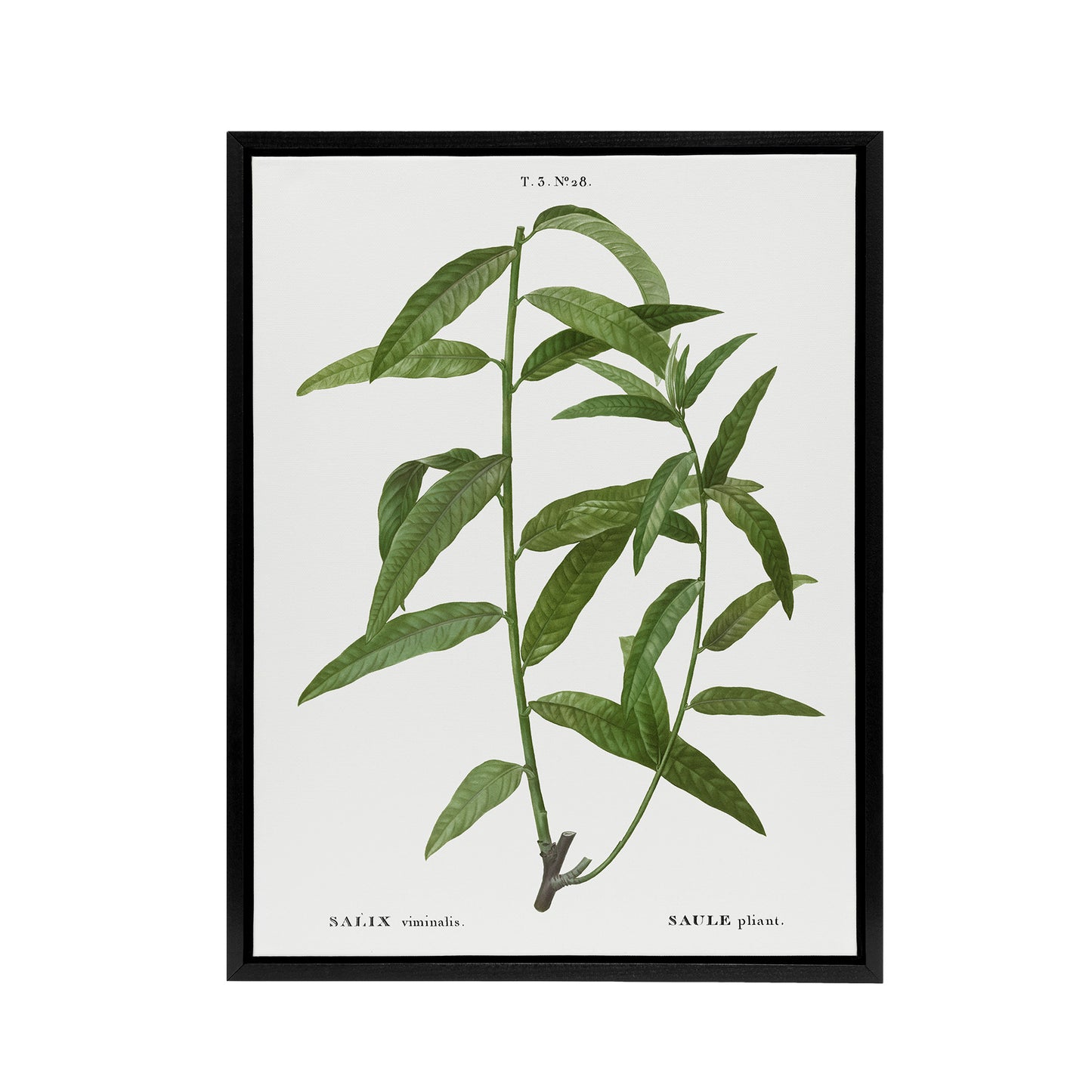 Basket Willow Botanical Redoute Vintage Black Framed Canvas Wall Art