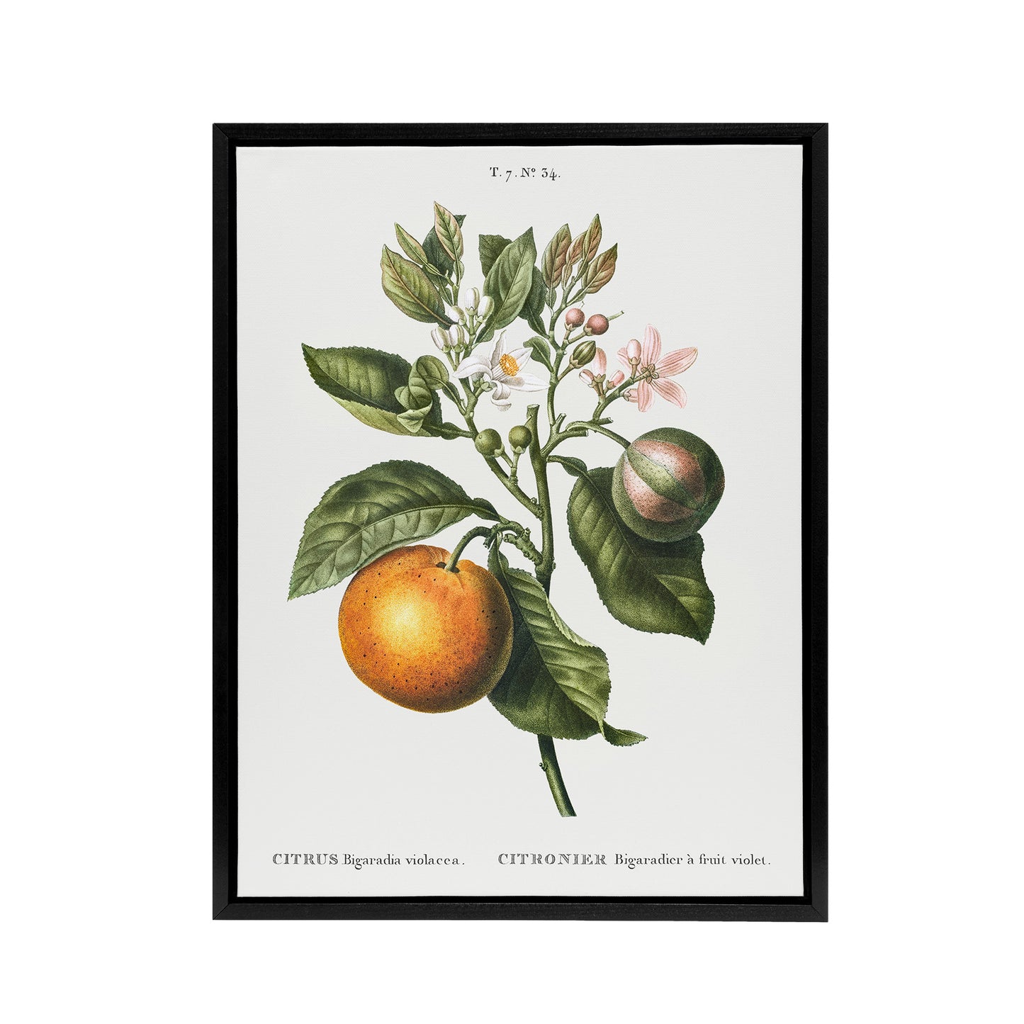 Bitter Orange Botanical Redoute Vintage Black Framed Canvas Wall Art