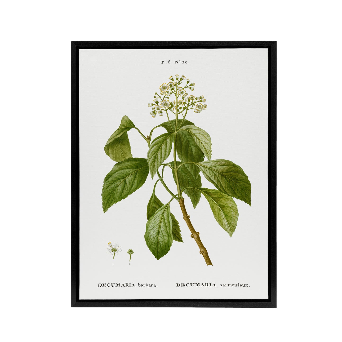Climbing Hydrangea Flowers Redoute Vintage Black Framed Canvas Wall Art