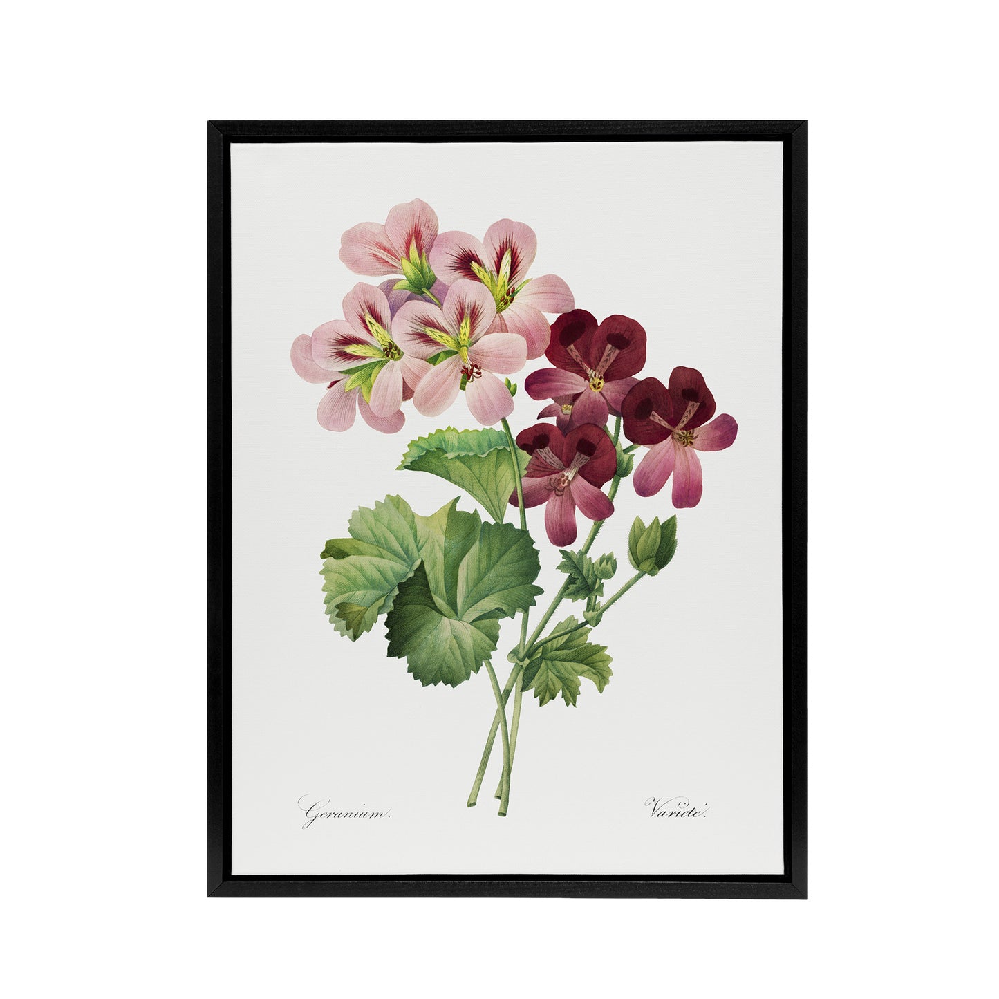 Geranium Flowers Illustration Redoute Vintage Framed Canvas Wall Art