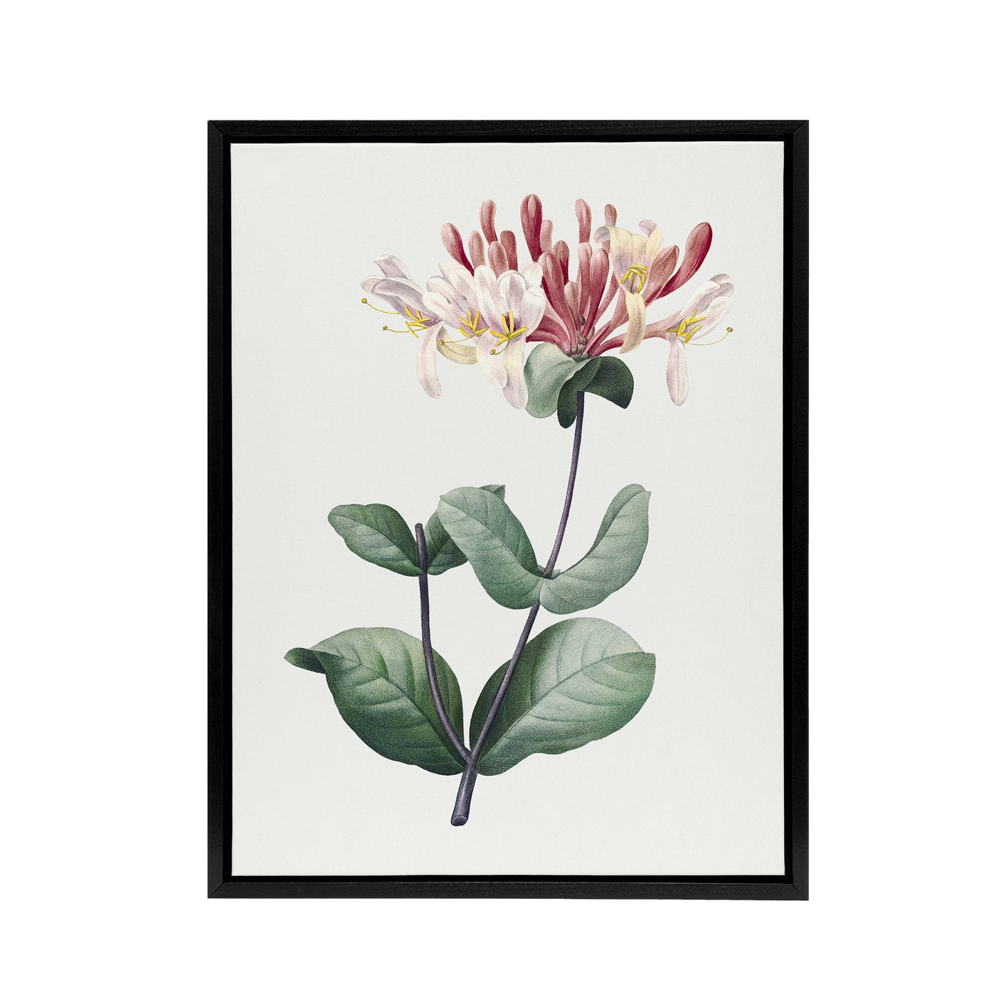 Honeysuckle Botanical Redoute Vintage Black Framed Canvas Wall Art