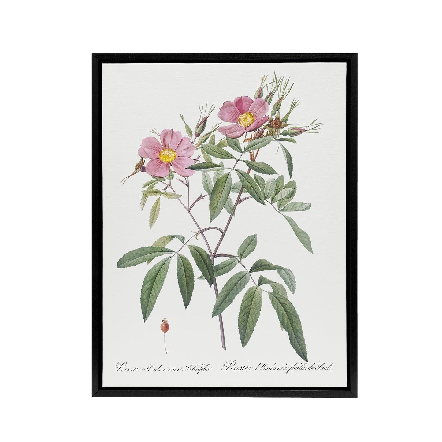 Hudson Swamp Rose Flowers Redoute Vintage Black Framed Canvas Wall Art