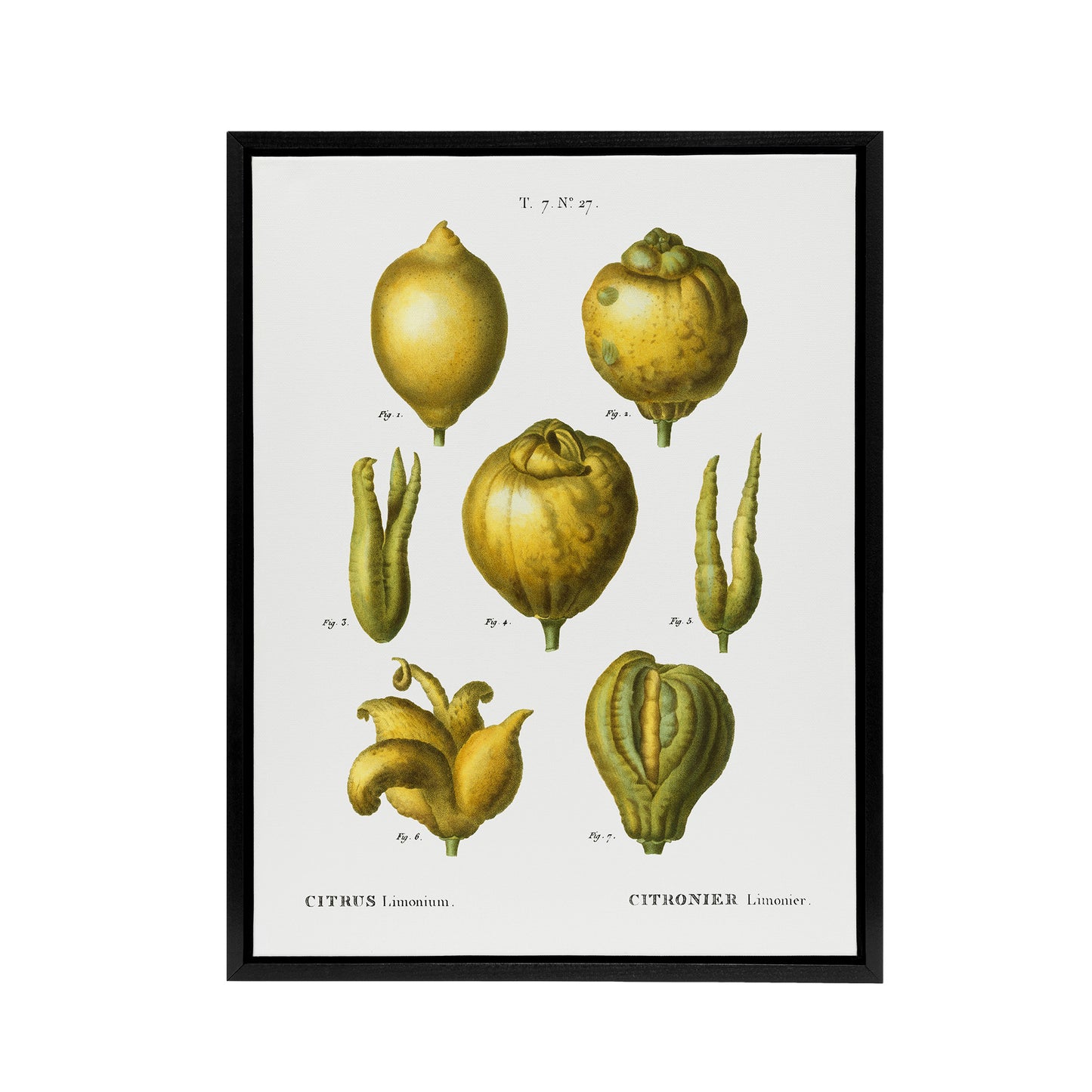 Lemon Citrus Fruit Illustration Redoute Vintage Framed Canvas Wall Art