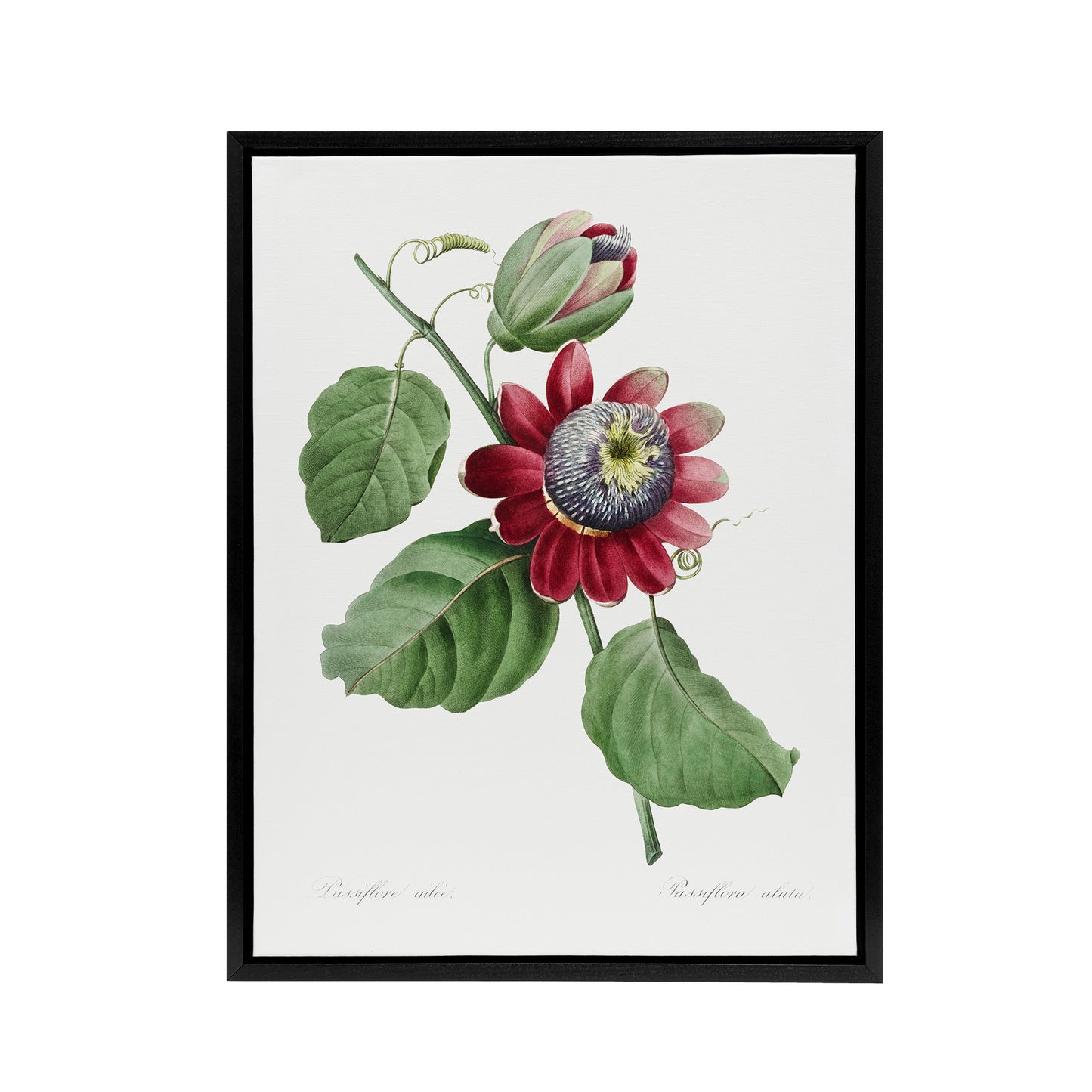 Passion Flower Illustration Redoute Vintage Black Framed Canvas Wall Art
