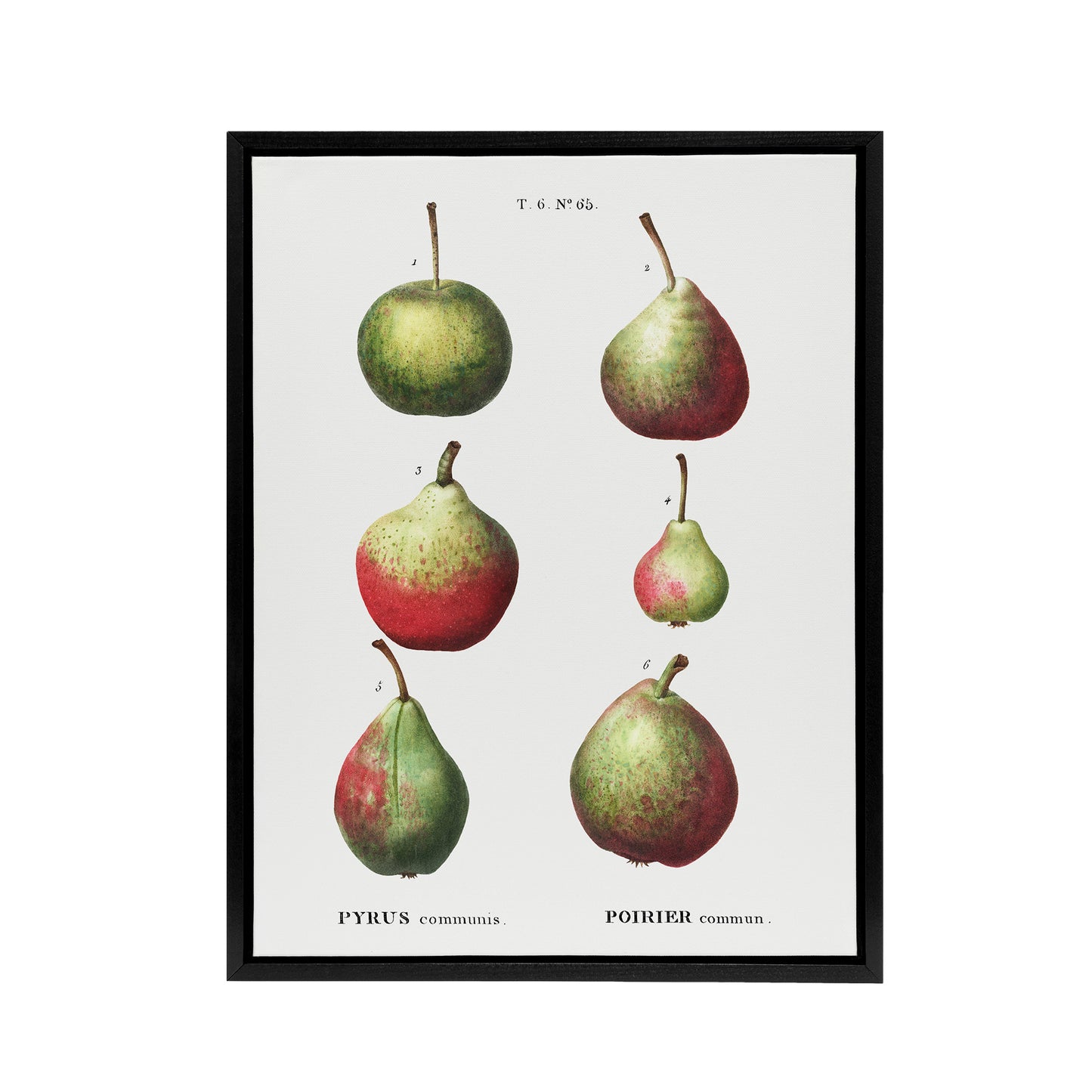 Pear Fruit Varieties Redoute Vintage Black Framed Canvas Wall Art