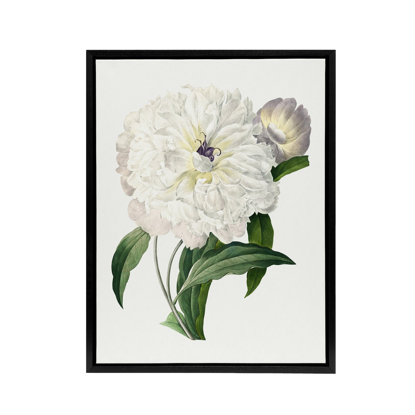 Peony Flower Illustration Redoute Vintage Black Framed Canvas Wall Art