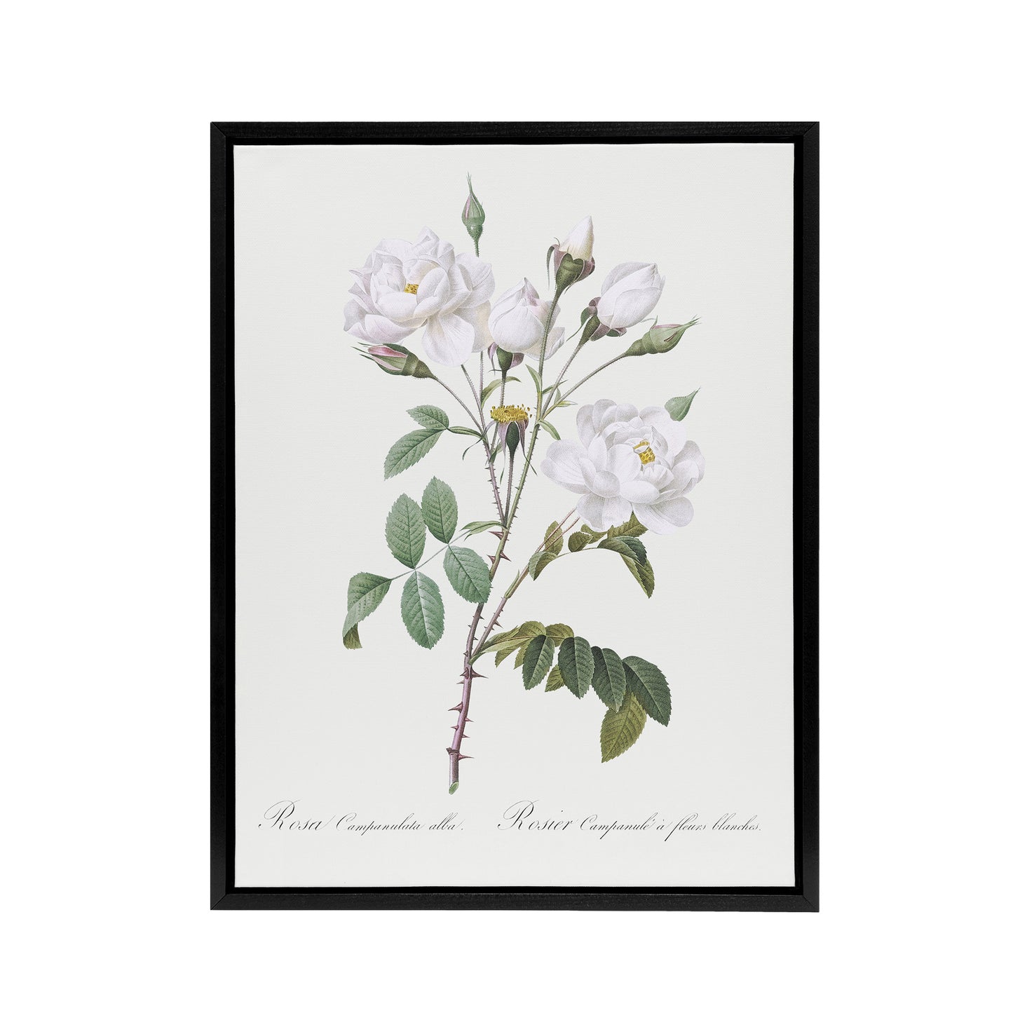 White Rose Floral Illustration Redoute Vintage Framed Canvas Wall Art