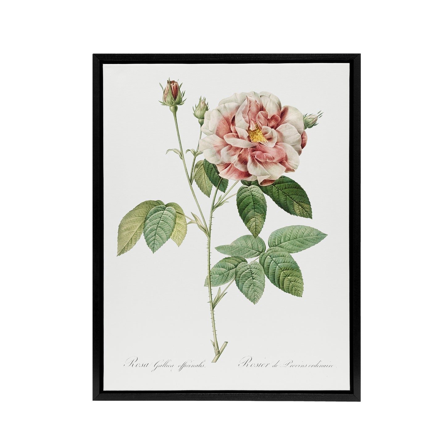 Rosa Gallica Giant Rose Floral Redoute Vintage Framed Canvas Wall Art