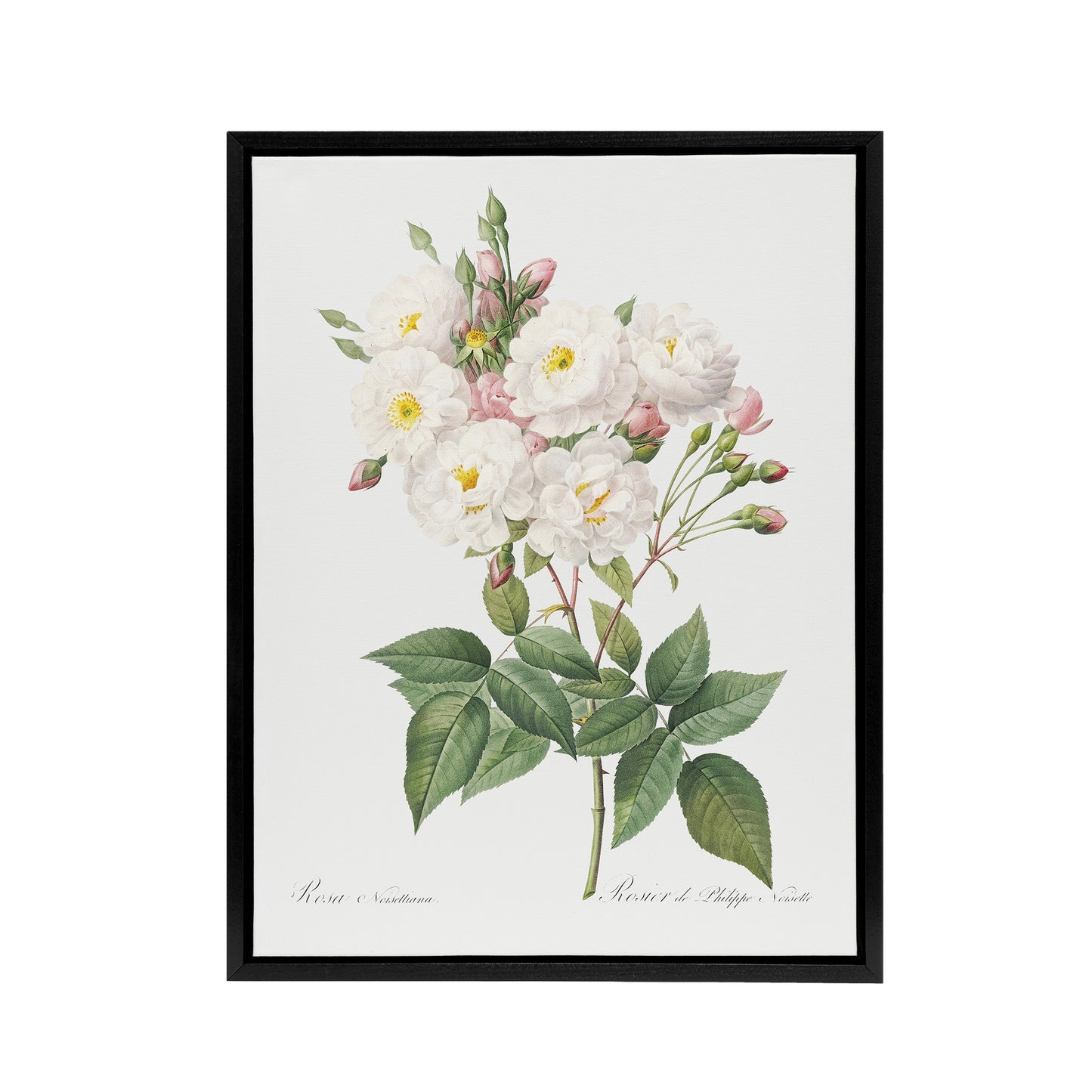 Noisette Rose Floral Redoute Vintage Black Framed Canvas Wall Art