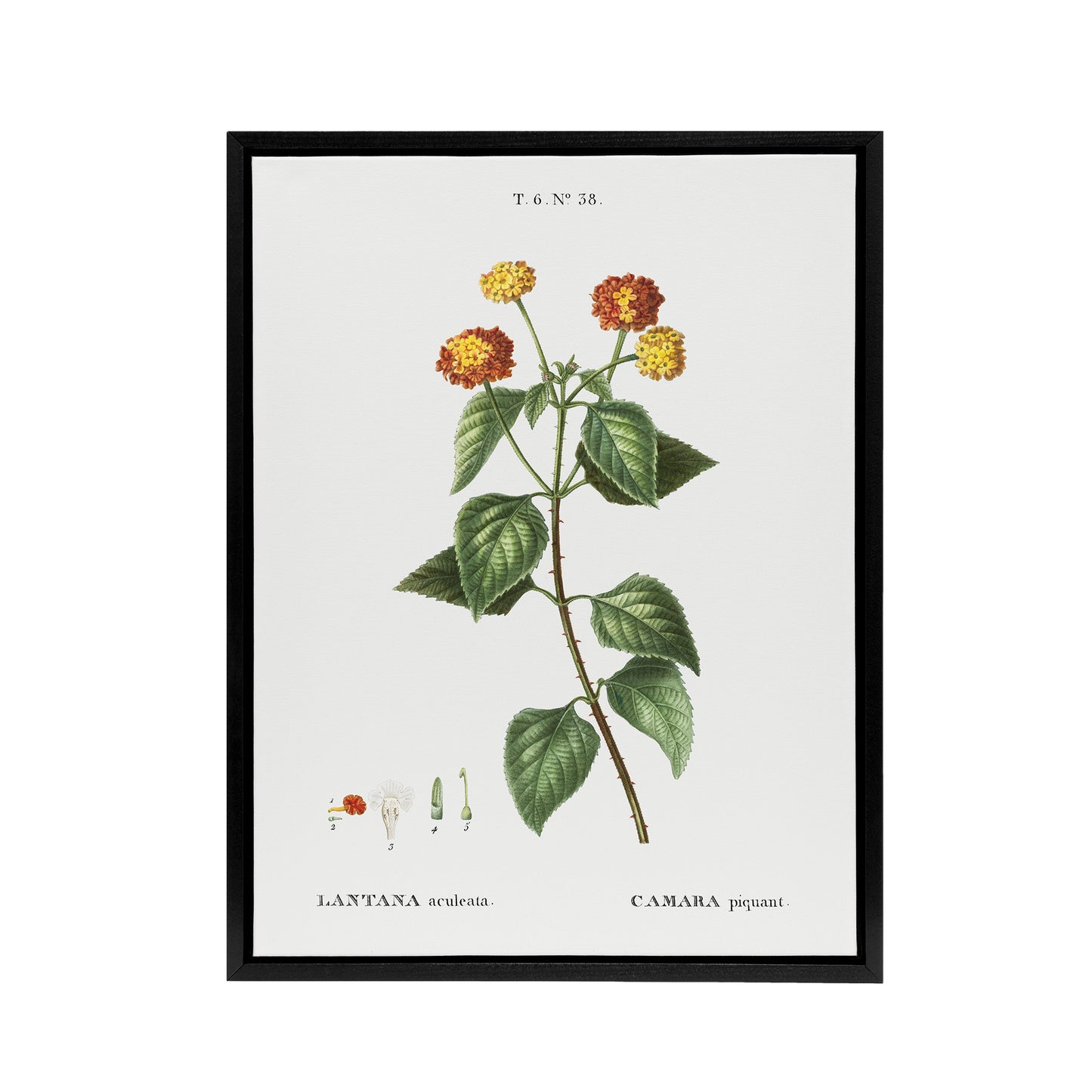 Lantana Plant Botanical Redoute Vintage Black Framed Canvas Wall Art