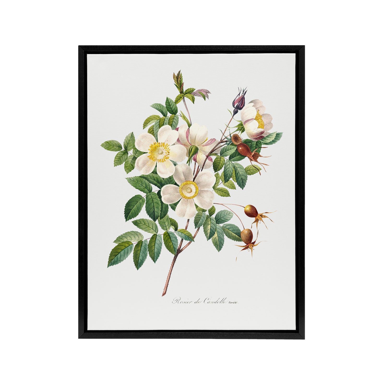 White Rose Floral Redoute Vintage Black Framed Canvas Wall Art