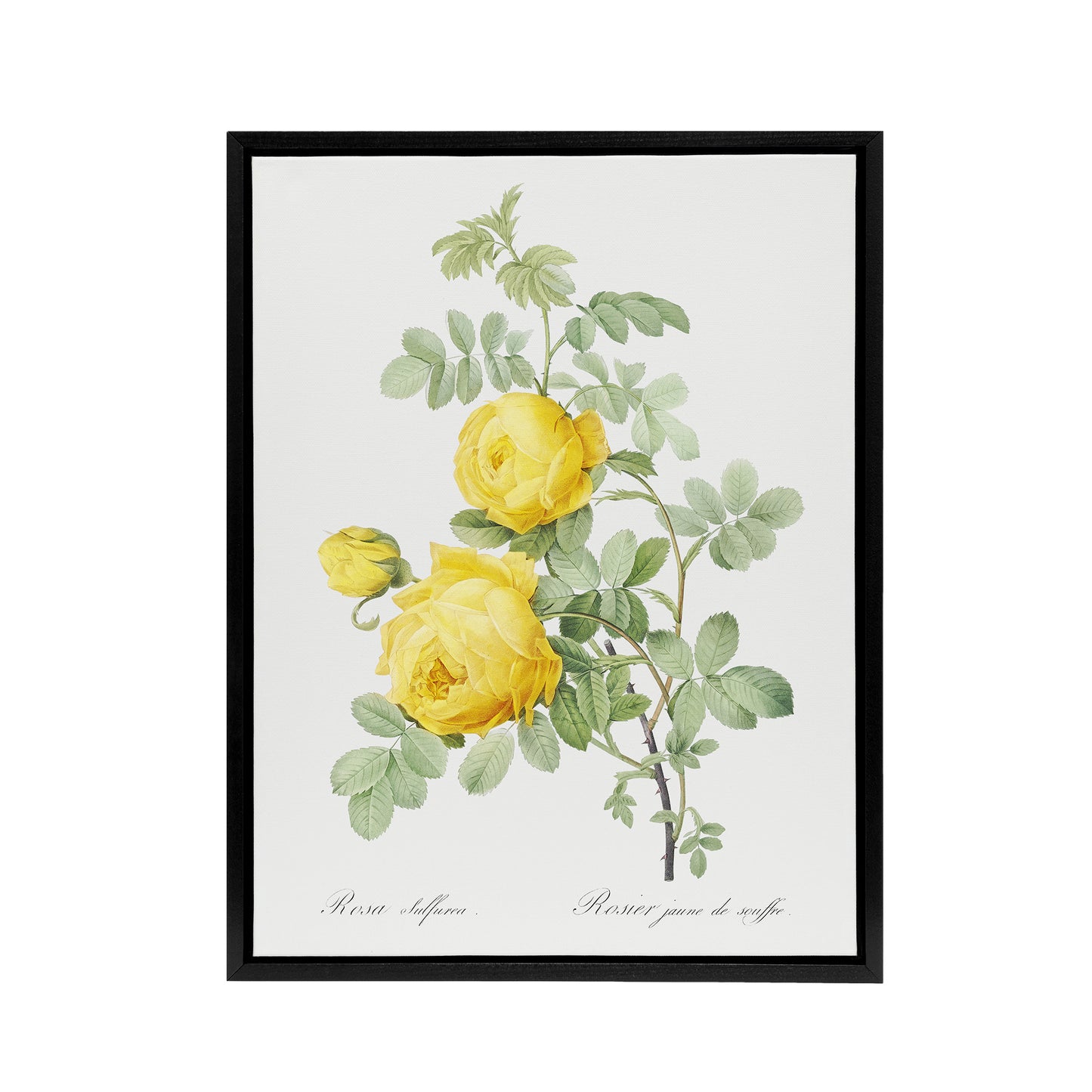 Yellow Rose Botanical Redoute Vintage Black Framed Canvas Wall Art