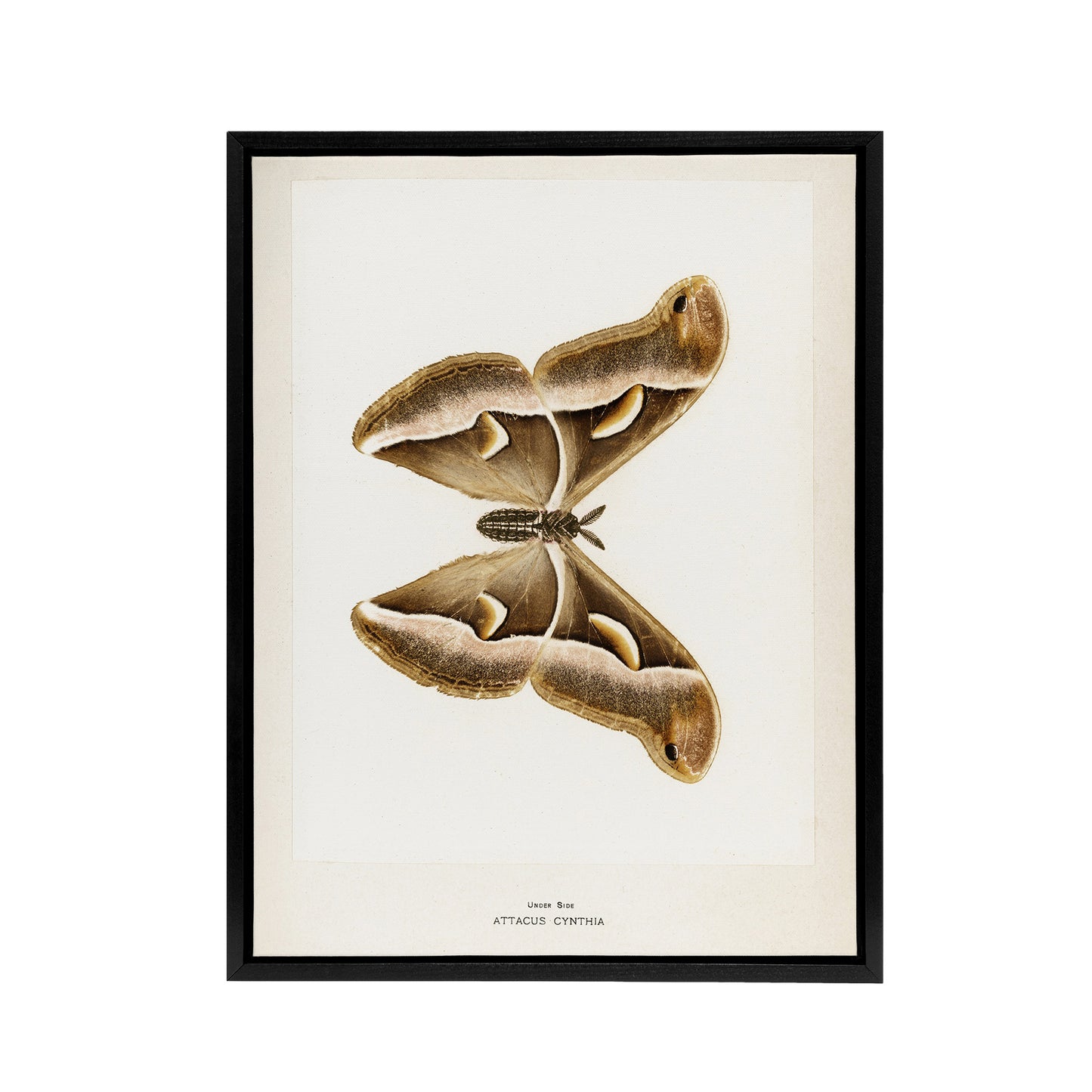 Ailanthus Silkmoth Vintage Illustration Denton Framed Canvas Wall Art Print