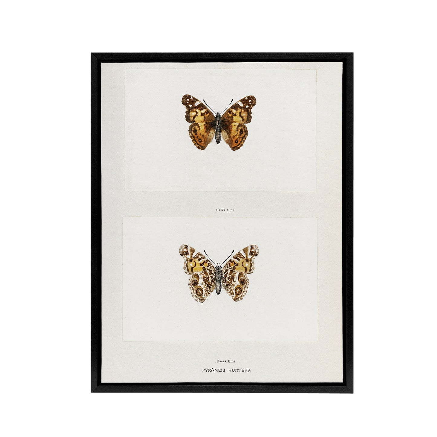 Brazilian Lady Vintage Butterfly Artwork Denton Framed Canvas Wall Art Print