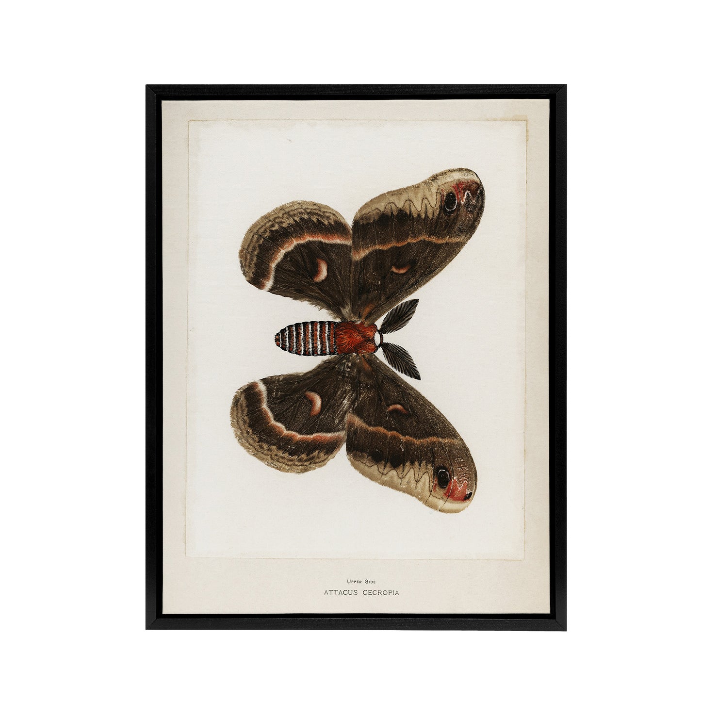 Cecropia Moth Vintage Illustration Denton Framed Canvas Wall Art Print