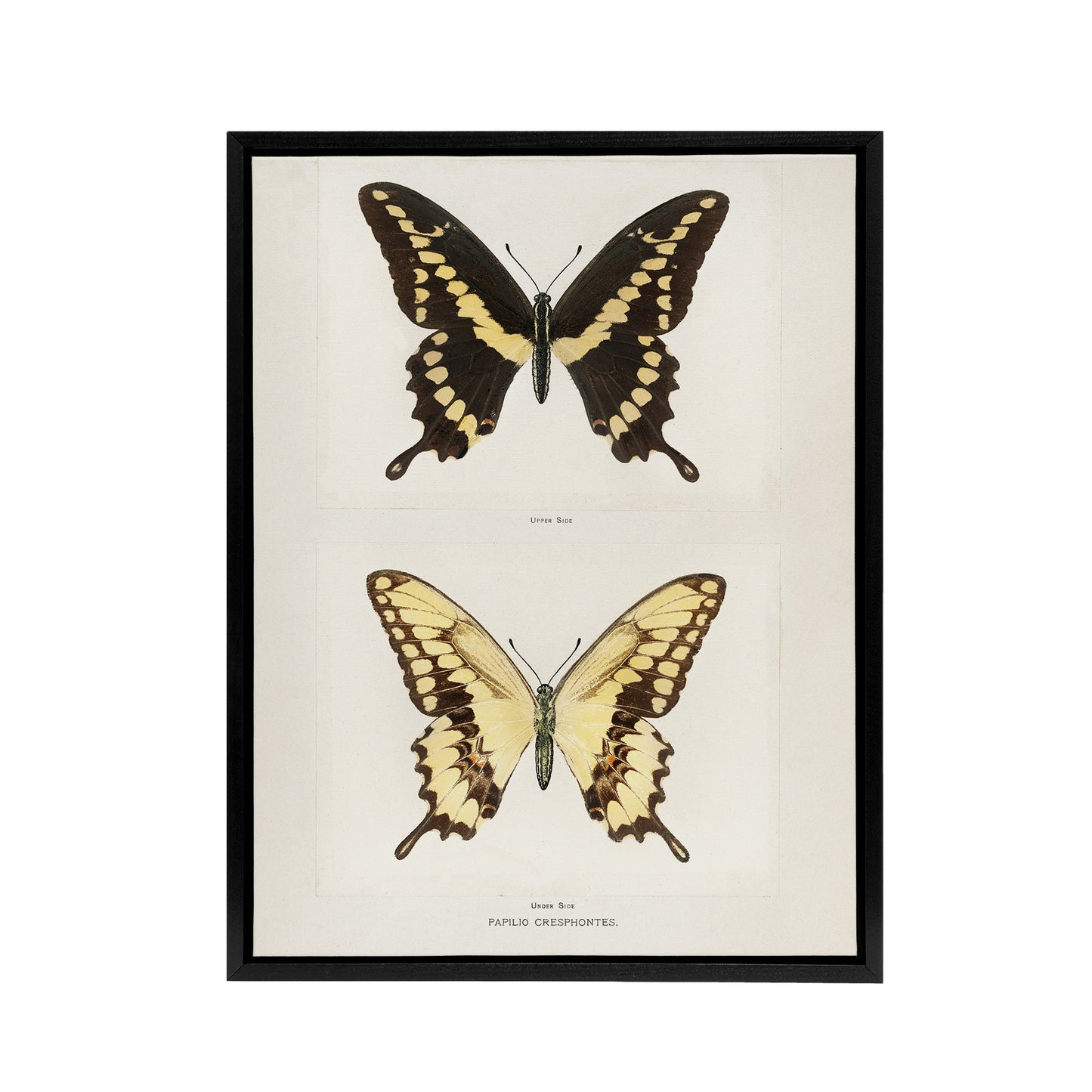 Giant Swallowtail Butterfly Sherman Denton Framed Canvas Wall Art Print