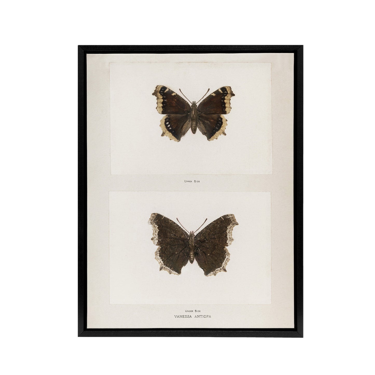 Mourning Cloak Butterfly Sherman Denton Framed Canvas Wall Art Print