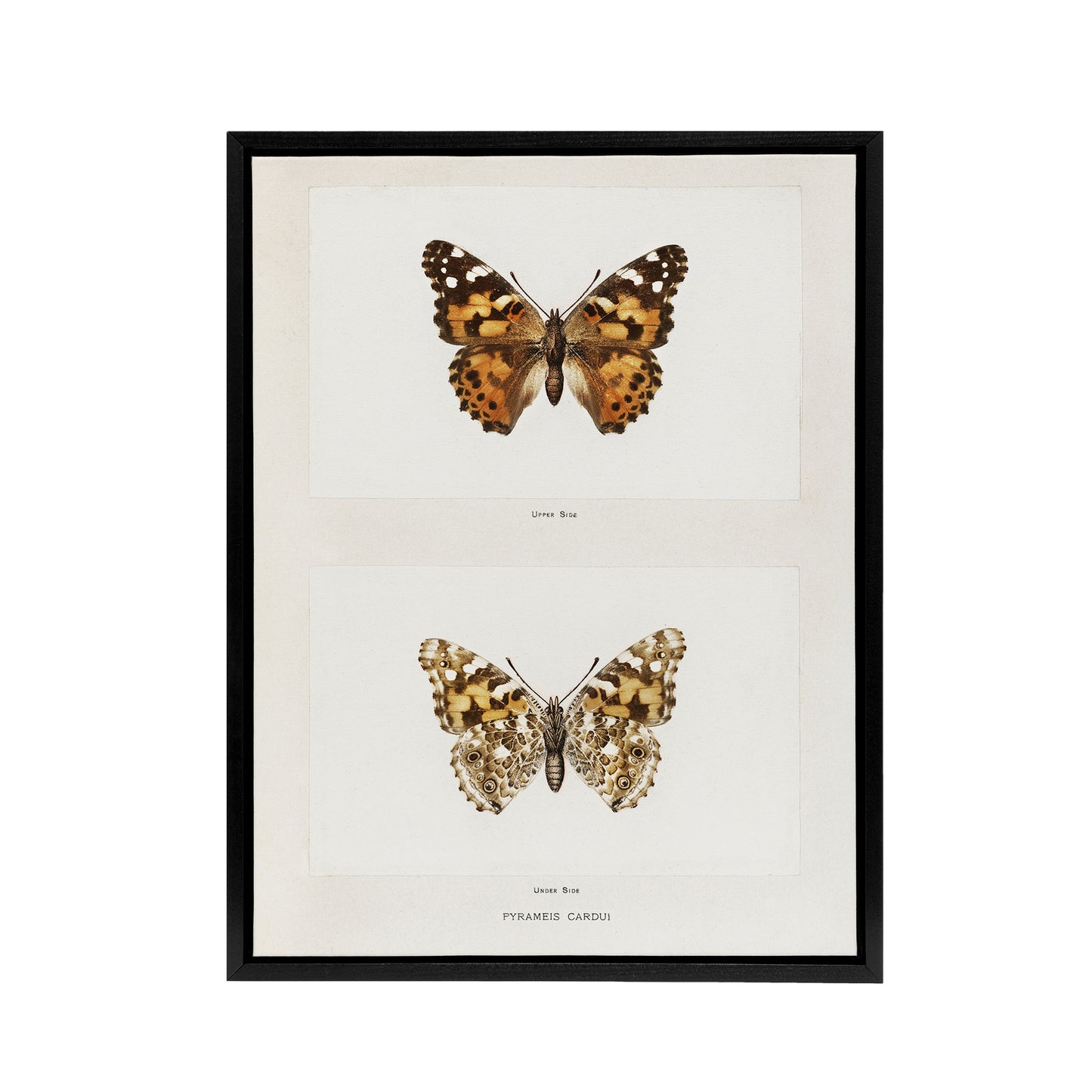 Painted Lady Butterfly Vintage Artwork Denton Framed Canvas Wall Art Print