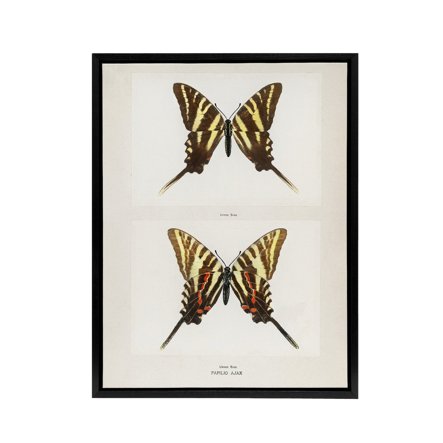 Papilio Ajax Butterfly Vintage Artwork Denton Framed Canvas Wall Art Print