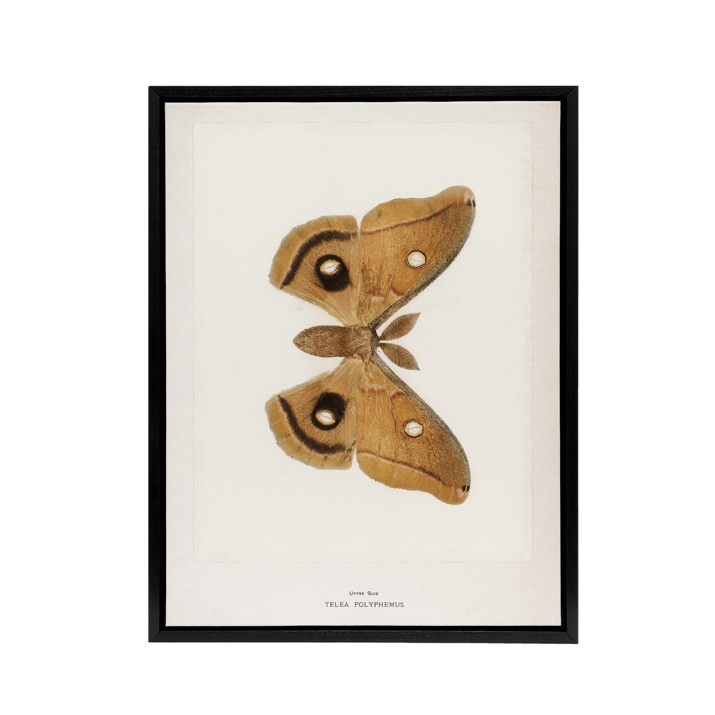 Polyphemus Moth Vintage Illustration Denton Framed Canvas Wall Art Print