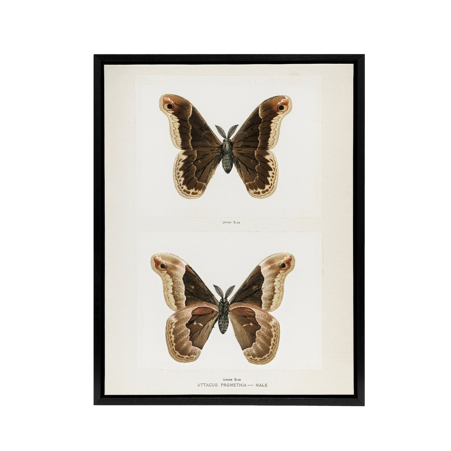 Promethea Silkmoth Male Sherman Denton Framed Canvas Wall Art Print