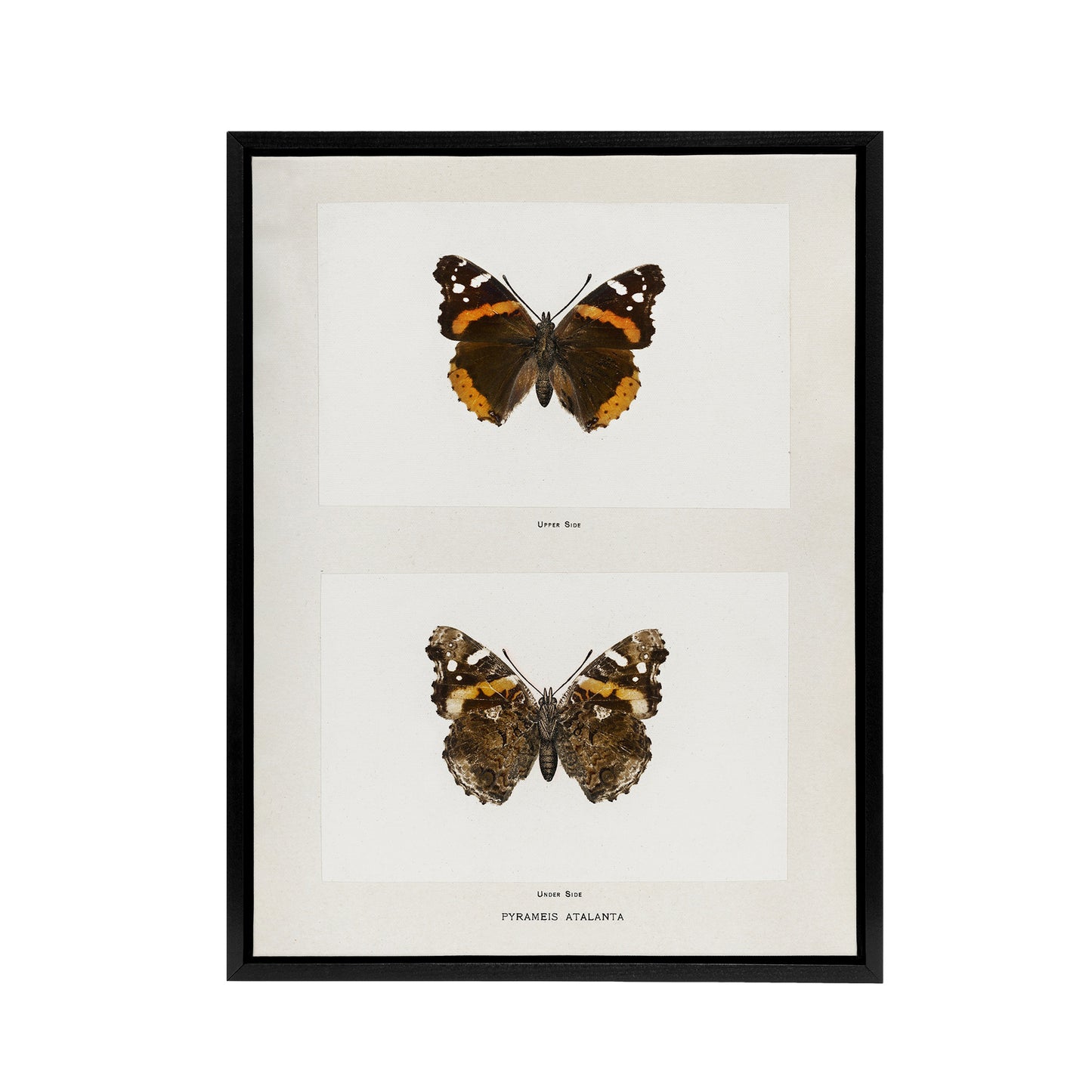 Red Admiral Butterfly Vintage Illustration Denton Framed Canvas Wall Art Print