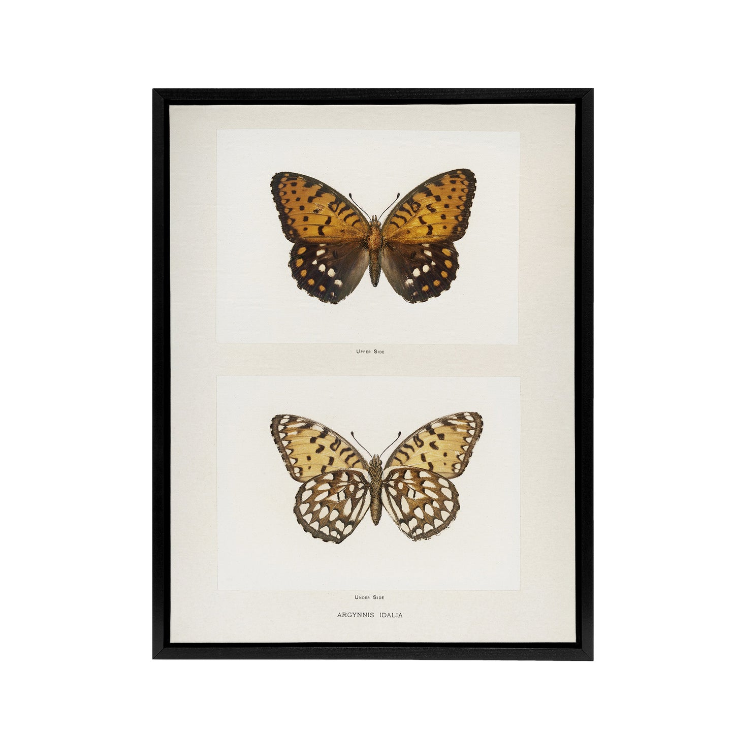 Regal Fritillary Butterfly Sherman Denton Framed Canvas Wall Art Print