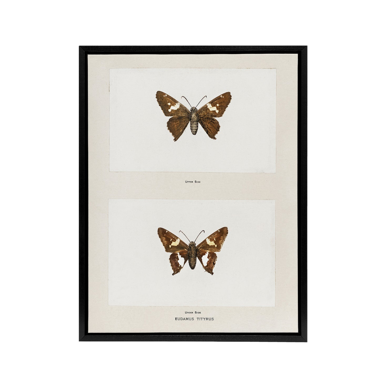 Silver Spotted Skipper Butterfly Denton Framed Canvas Wall Art Print