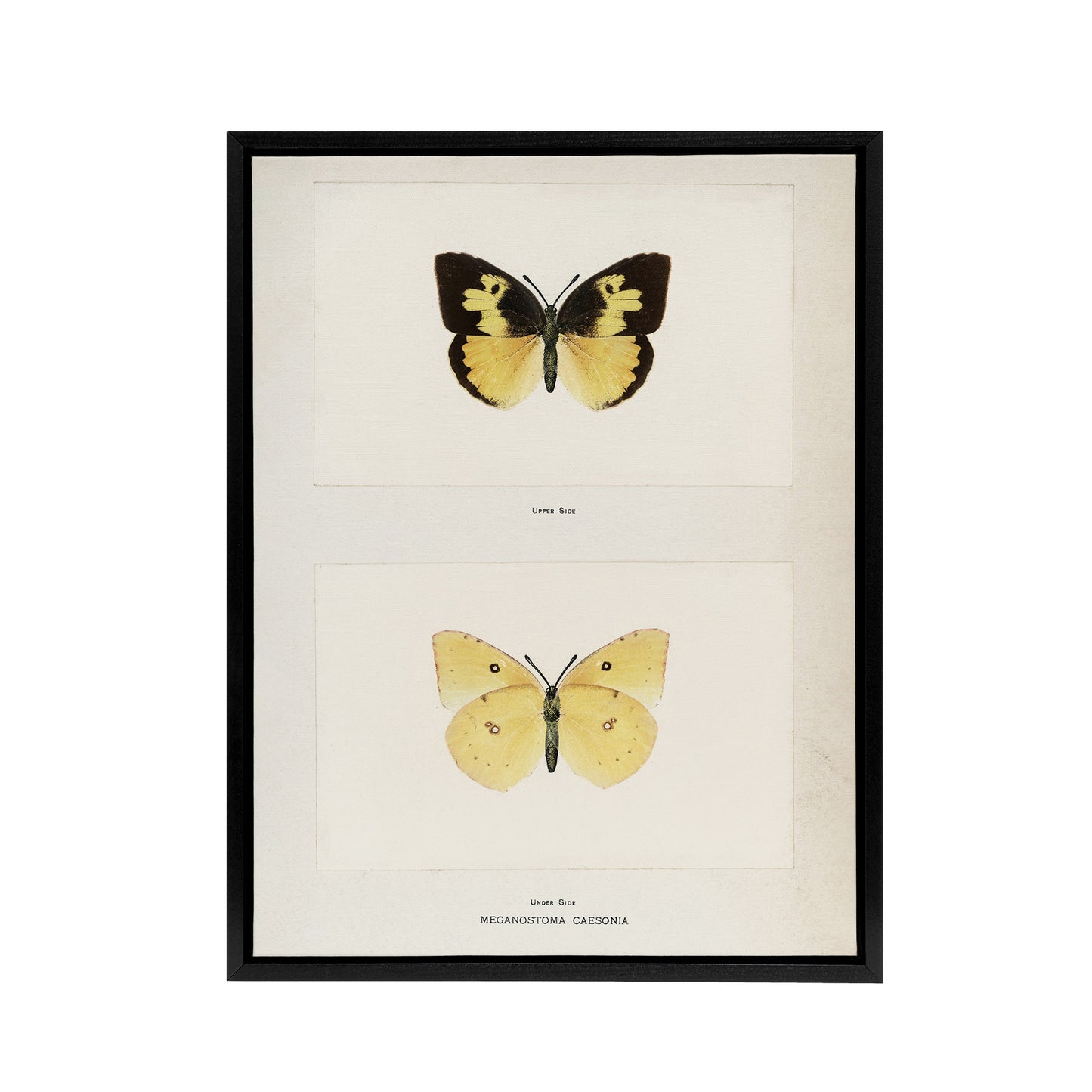 Southern Dogface Butterfly Sherman Denton Framed Canvas Wall Art Print