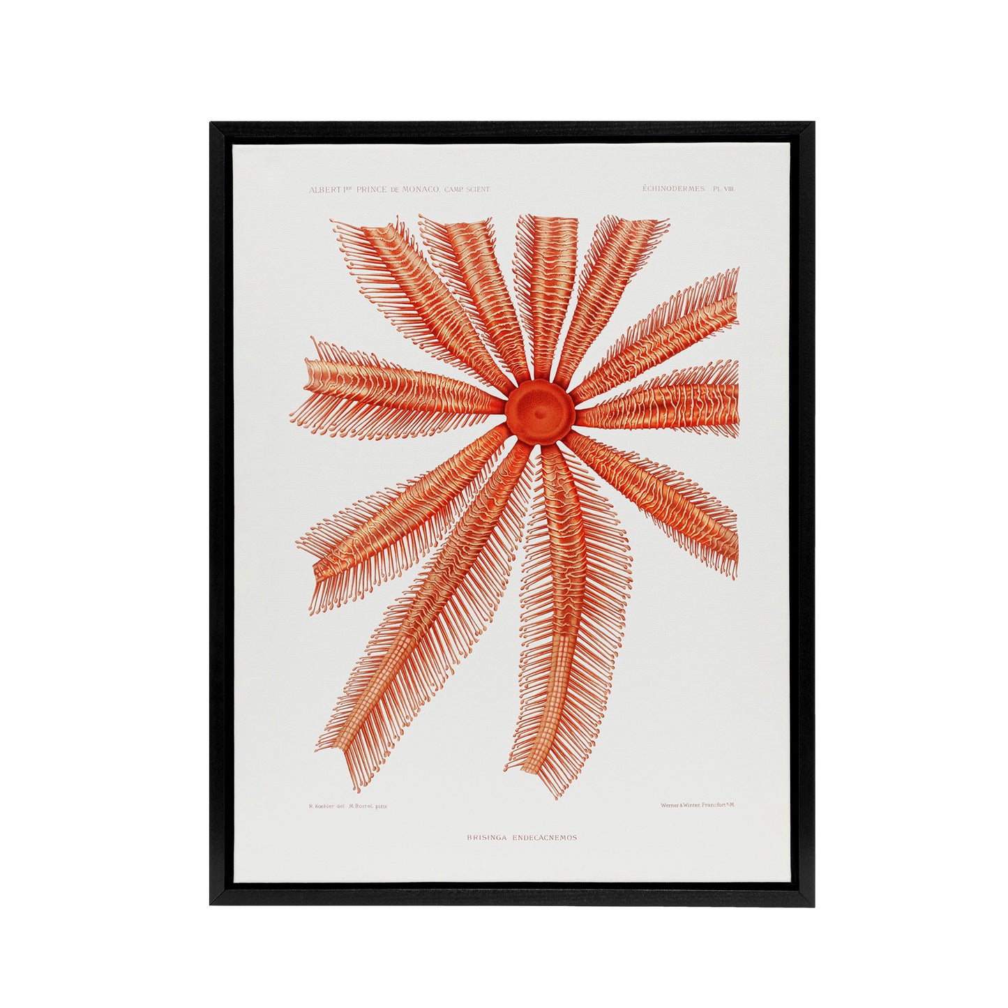 Brisingida Starfish Marine Life Albert I Framed Canvas Wall Art Print