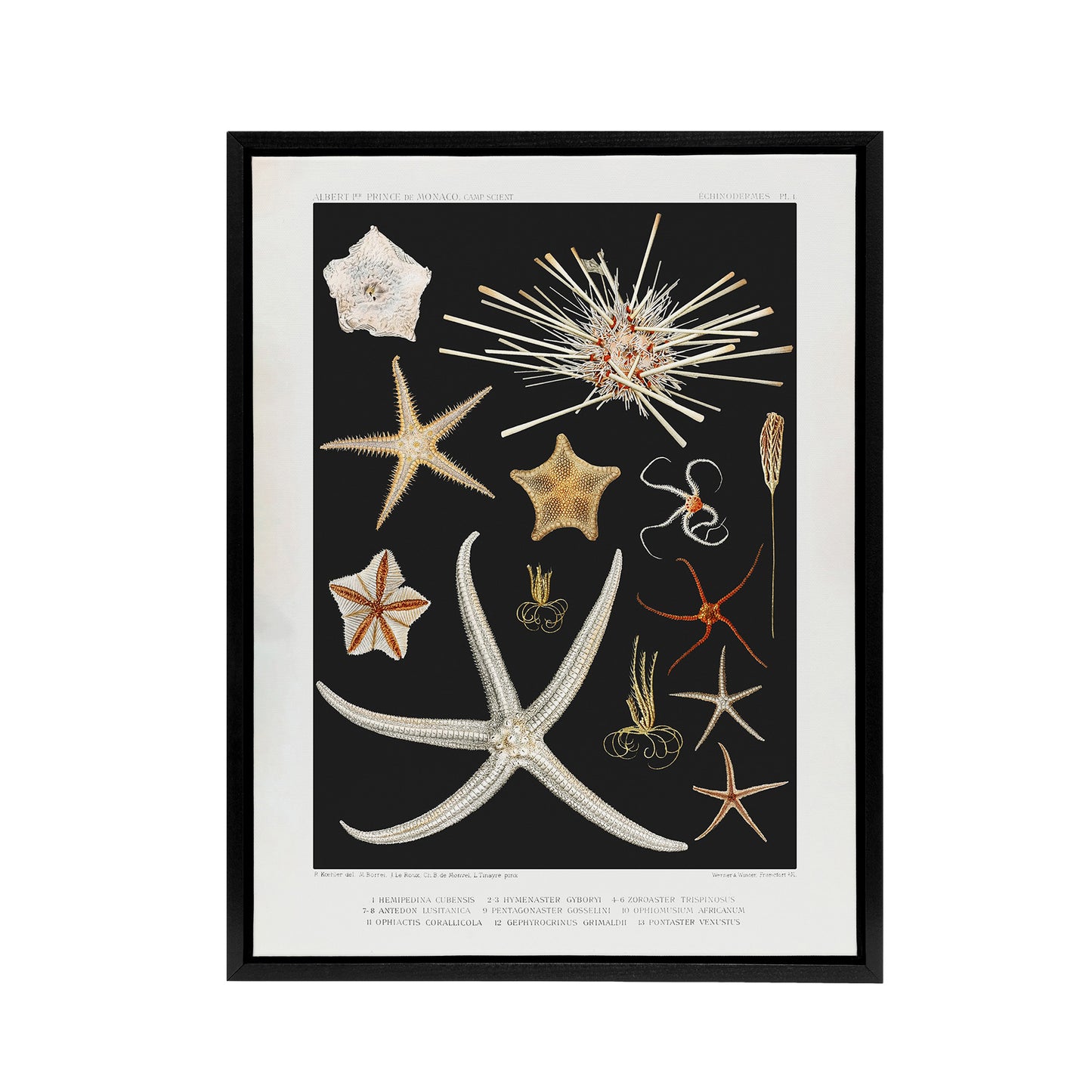 Varieties of Marine Life Starfish Albert I Framed Canvas Wall Art Print