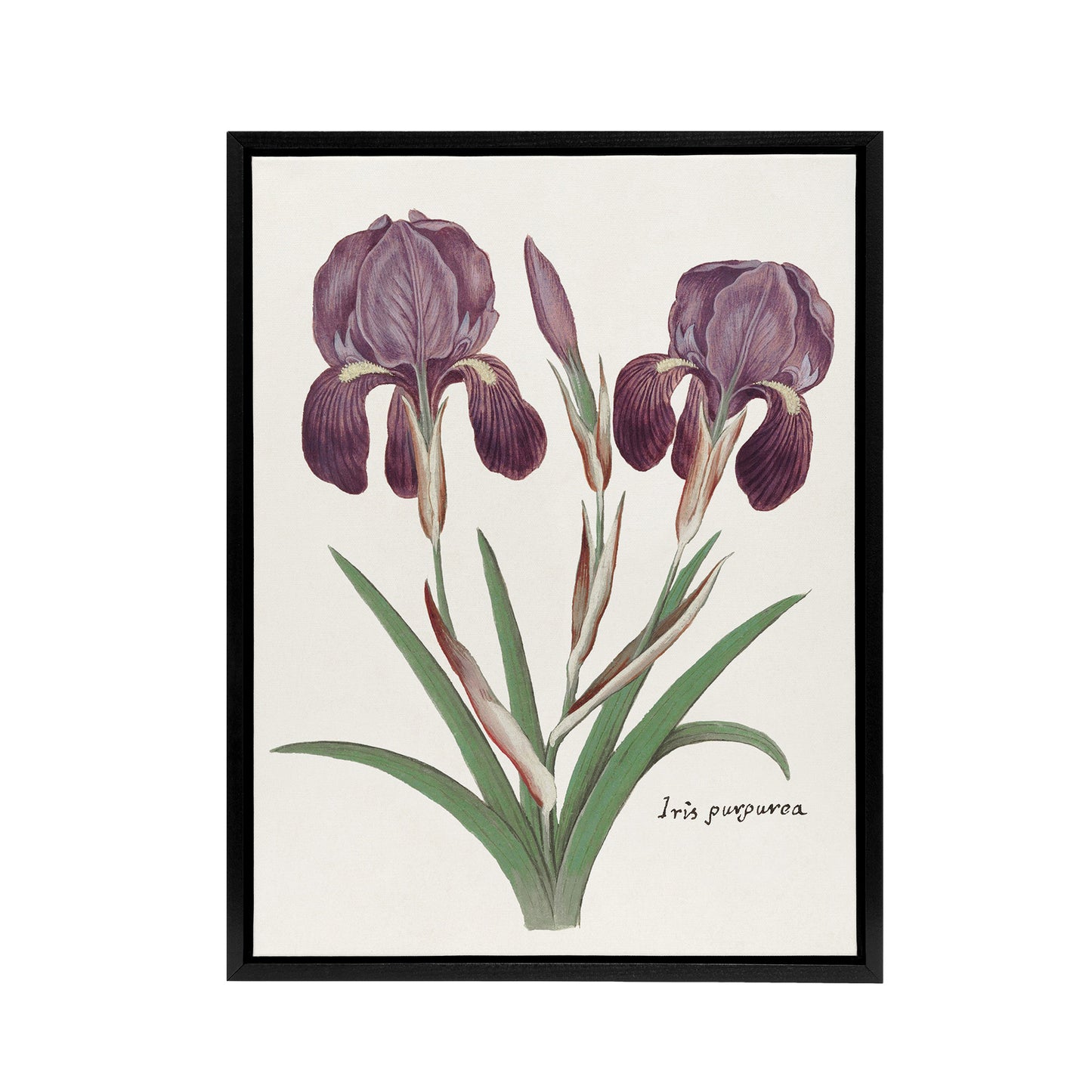 Purple iris germanica Anselmus de Boodt Framed Canvas Wall Art Print