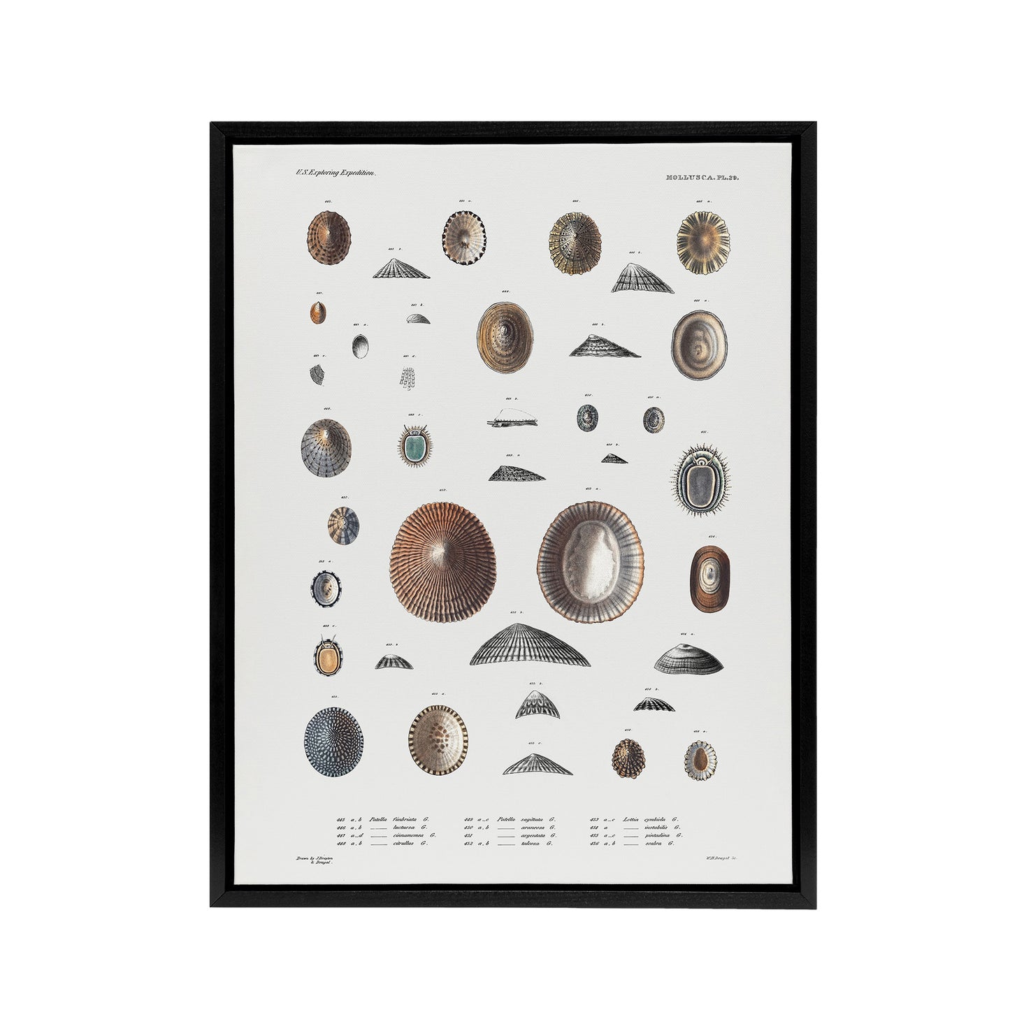Mollusca Shells Marine Life Augustus Gould Framed Canvas Wall Art Print