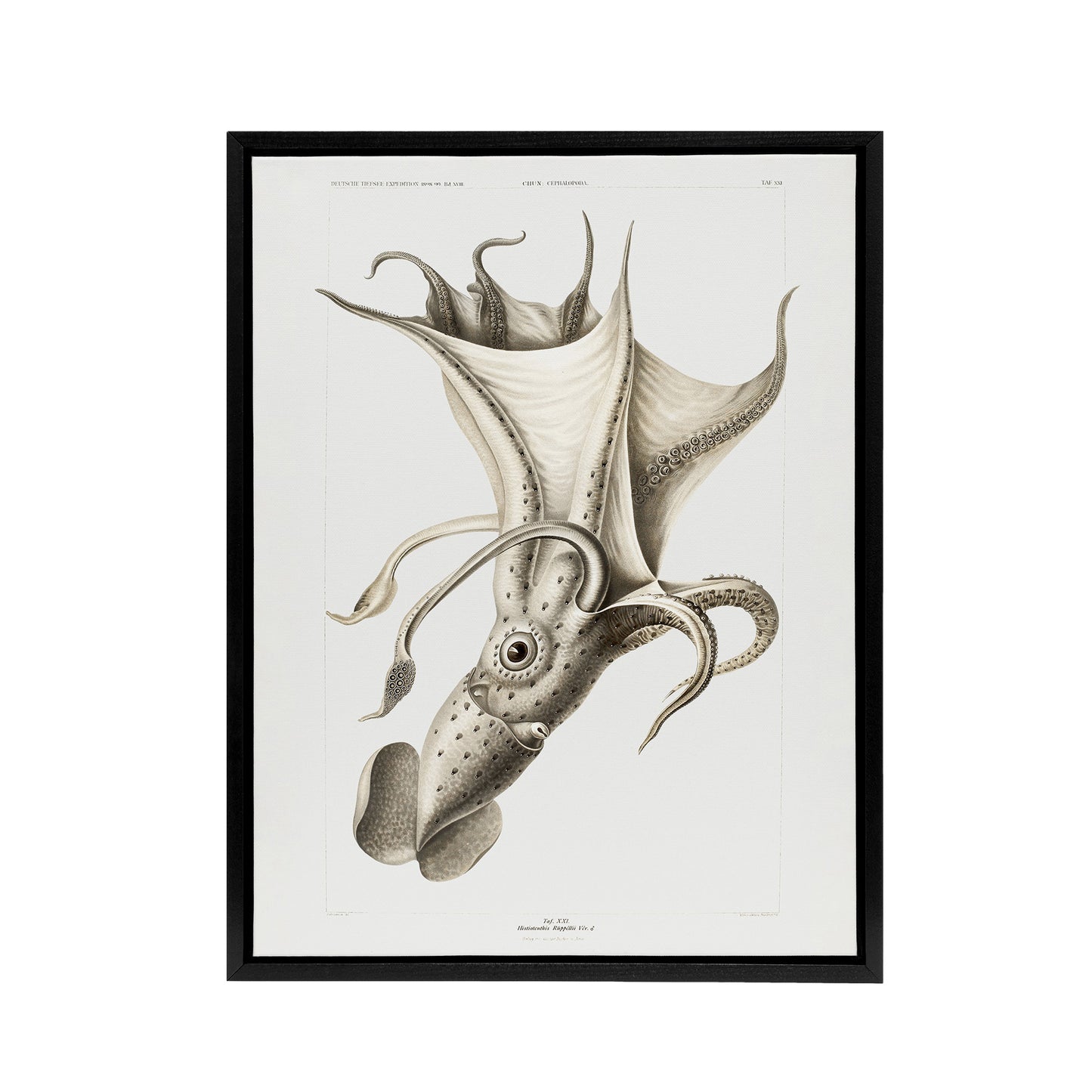 cockeyed squid illustration Carl Chun Framed Canvas Wall Art Print