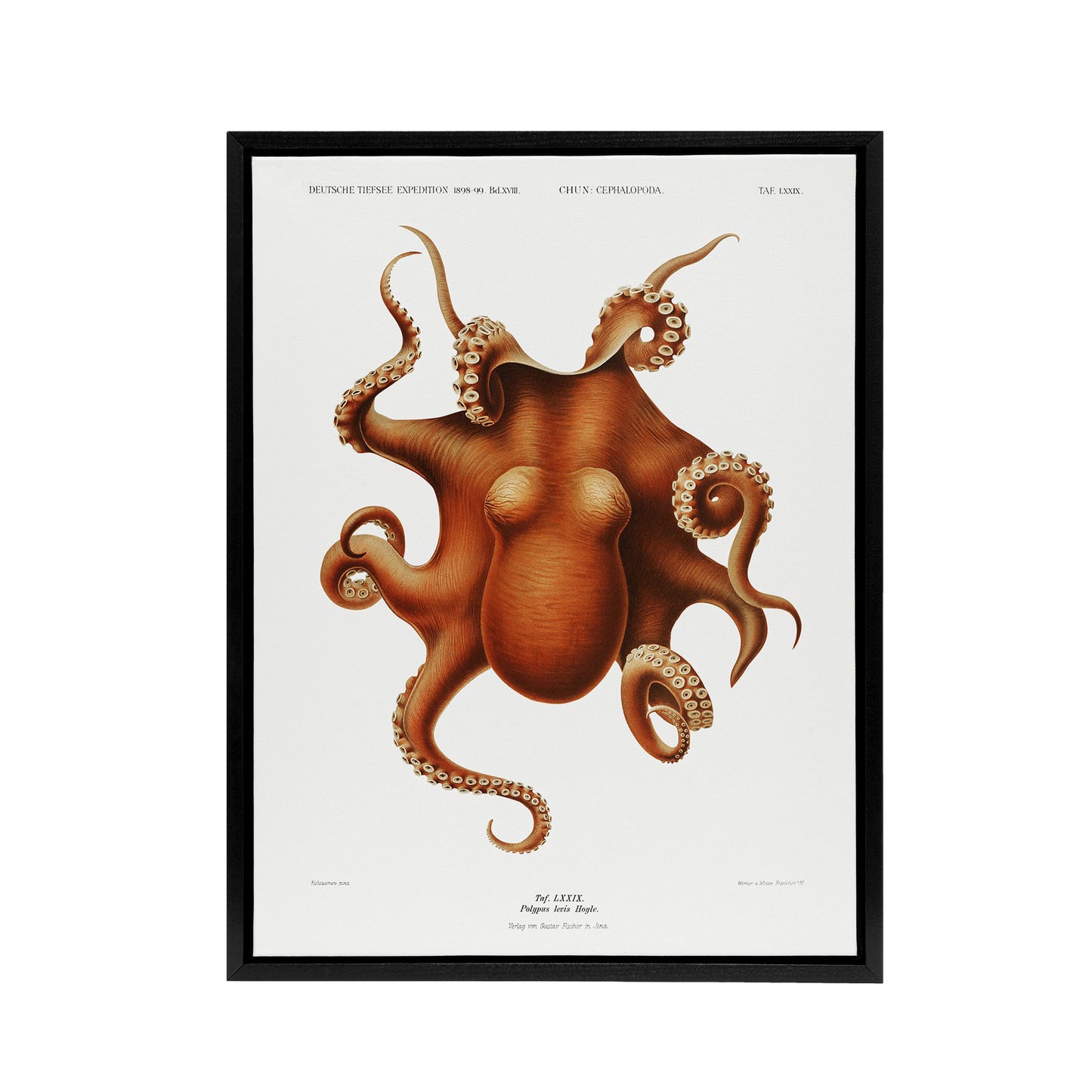Octopus Vintage Illustration Carl Chun Framed Canvas Wall Art Print