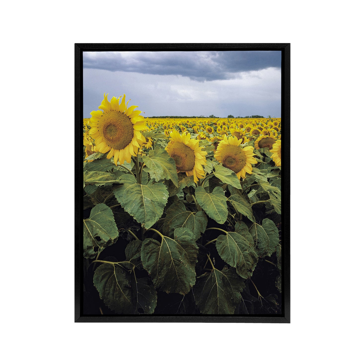 A Kansas sunflower field up close Highsmith Framed Canvas Wall Art Print
