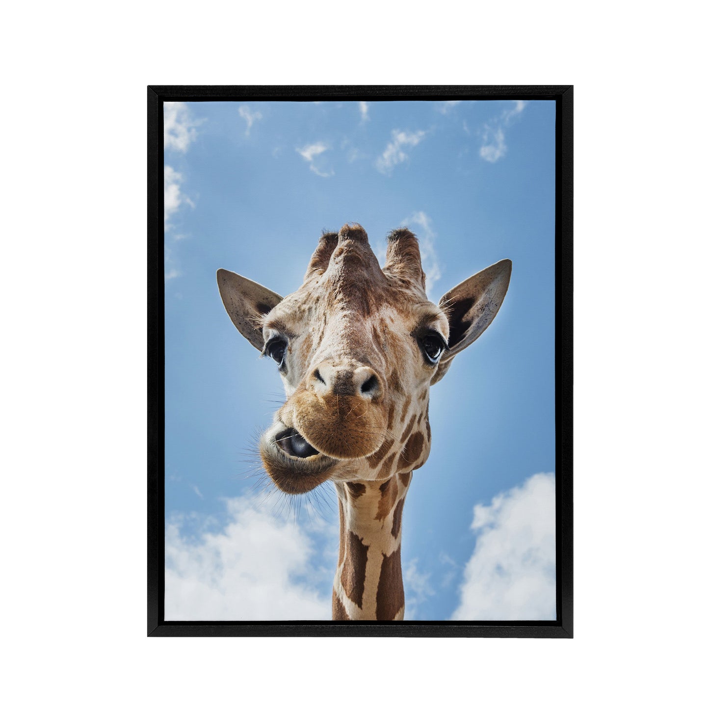 Funny up close look at a giraffe Highsmith Framed Canvas Wall Art Print