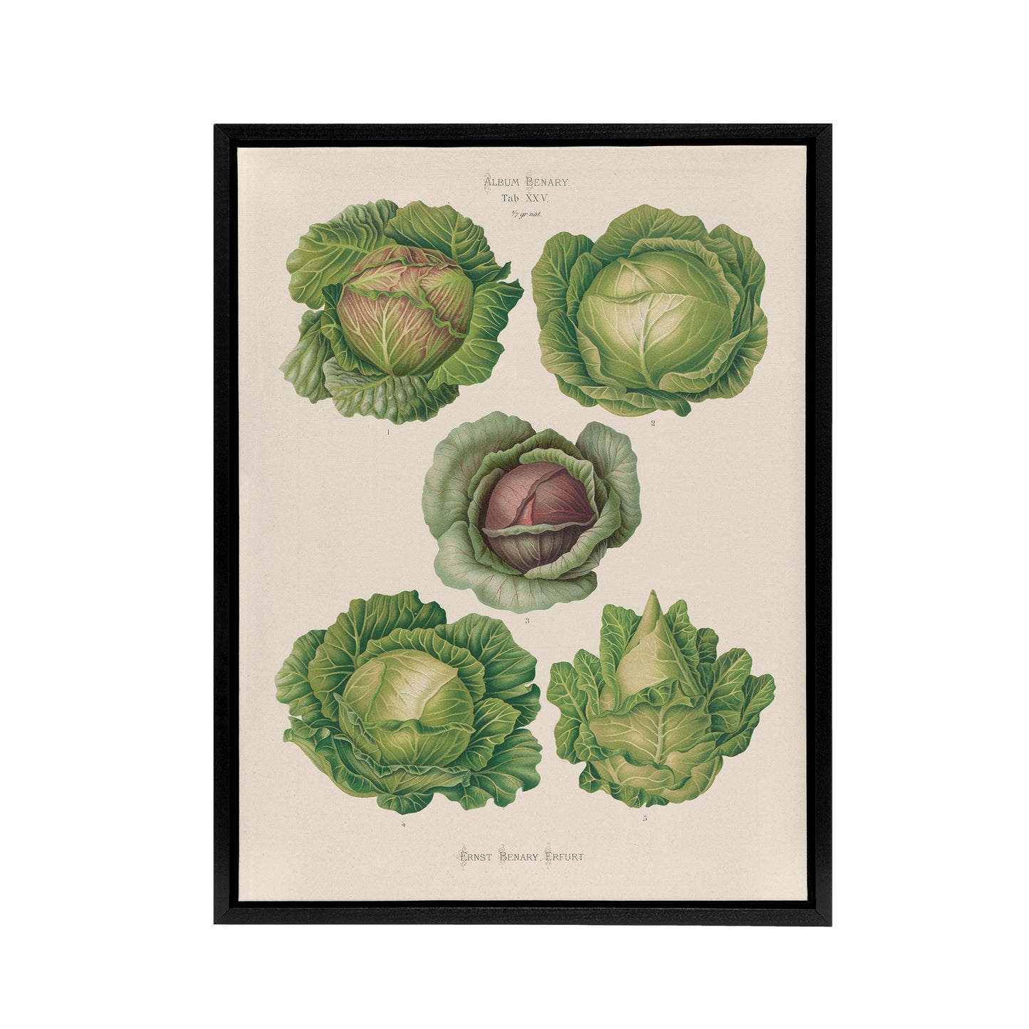 Cabbages Botanical Kitchen Ernst Benary Framed Canvas Wall Art Print